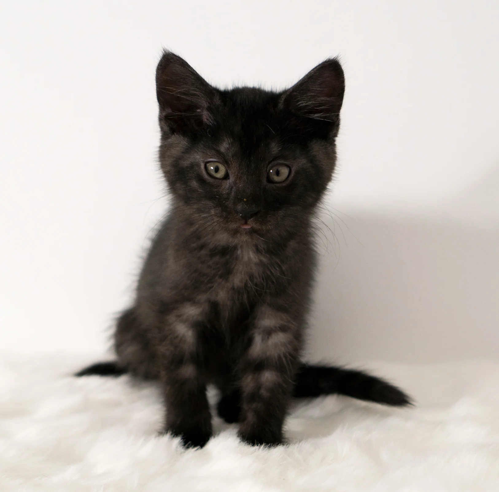 Buckeye - Male - 2 months