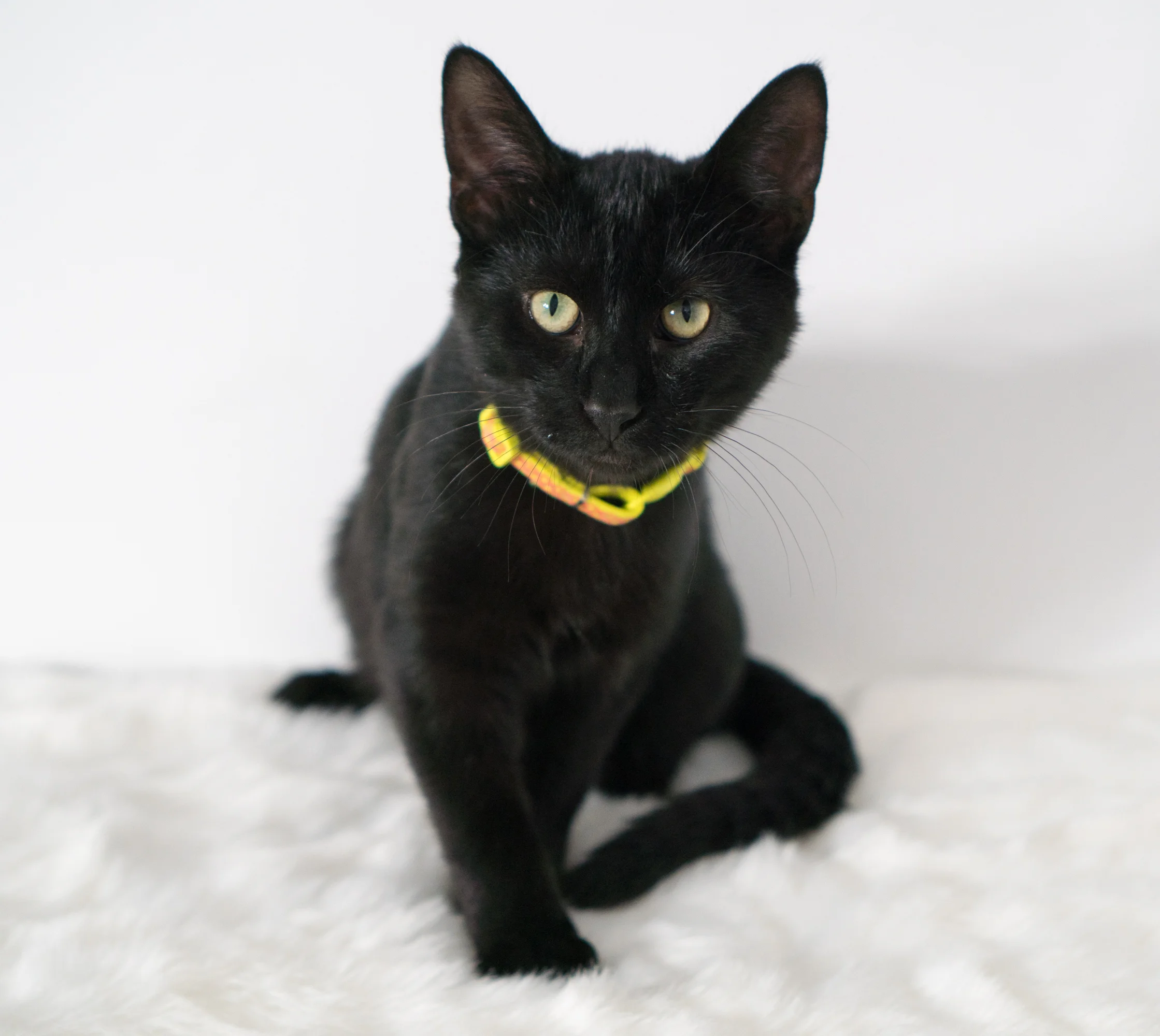 Crabapple - Male - 5-6 months