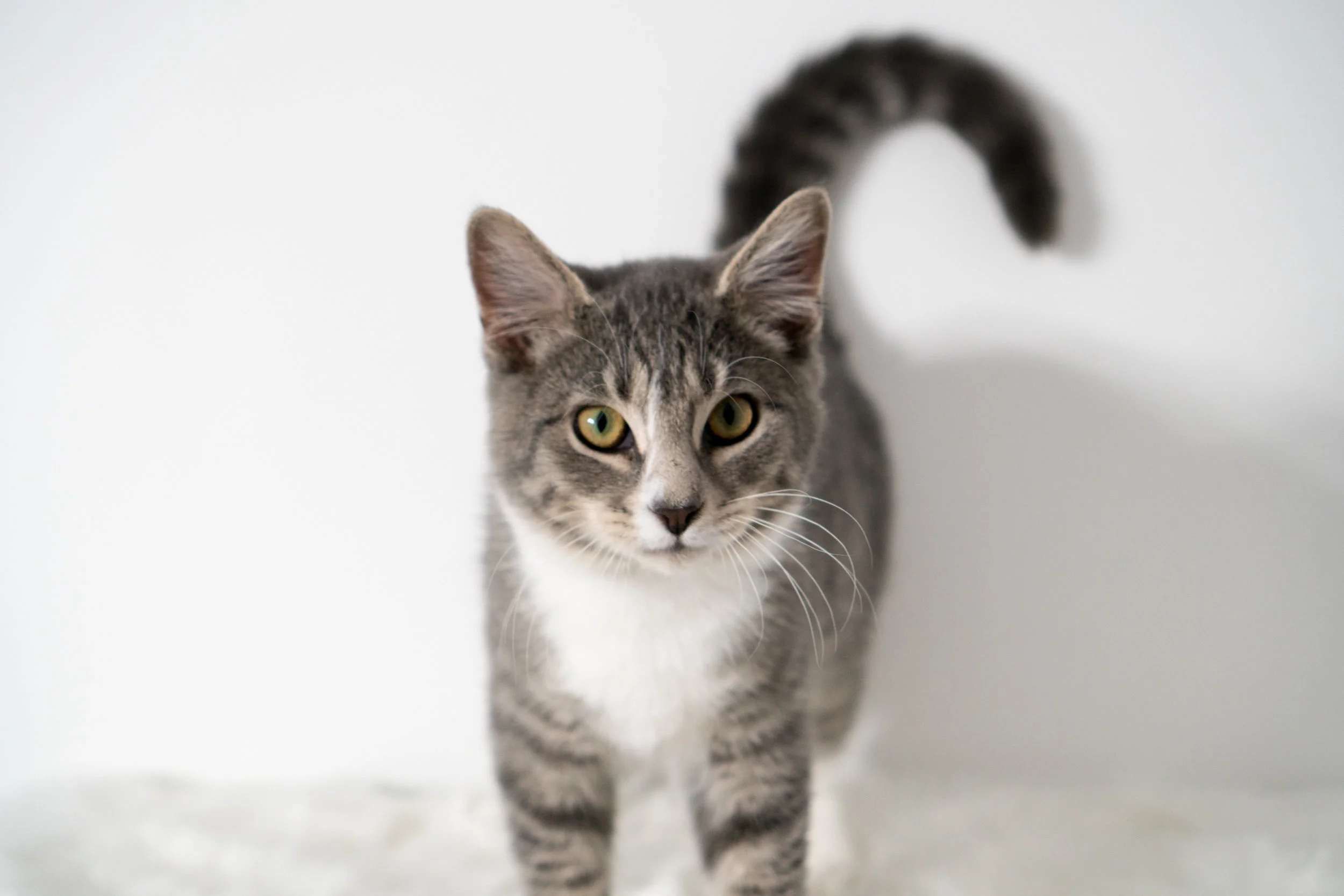 Filbert - Male - 6 months