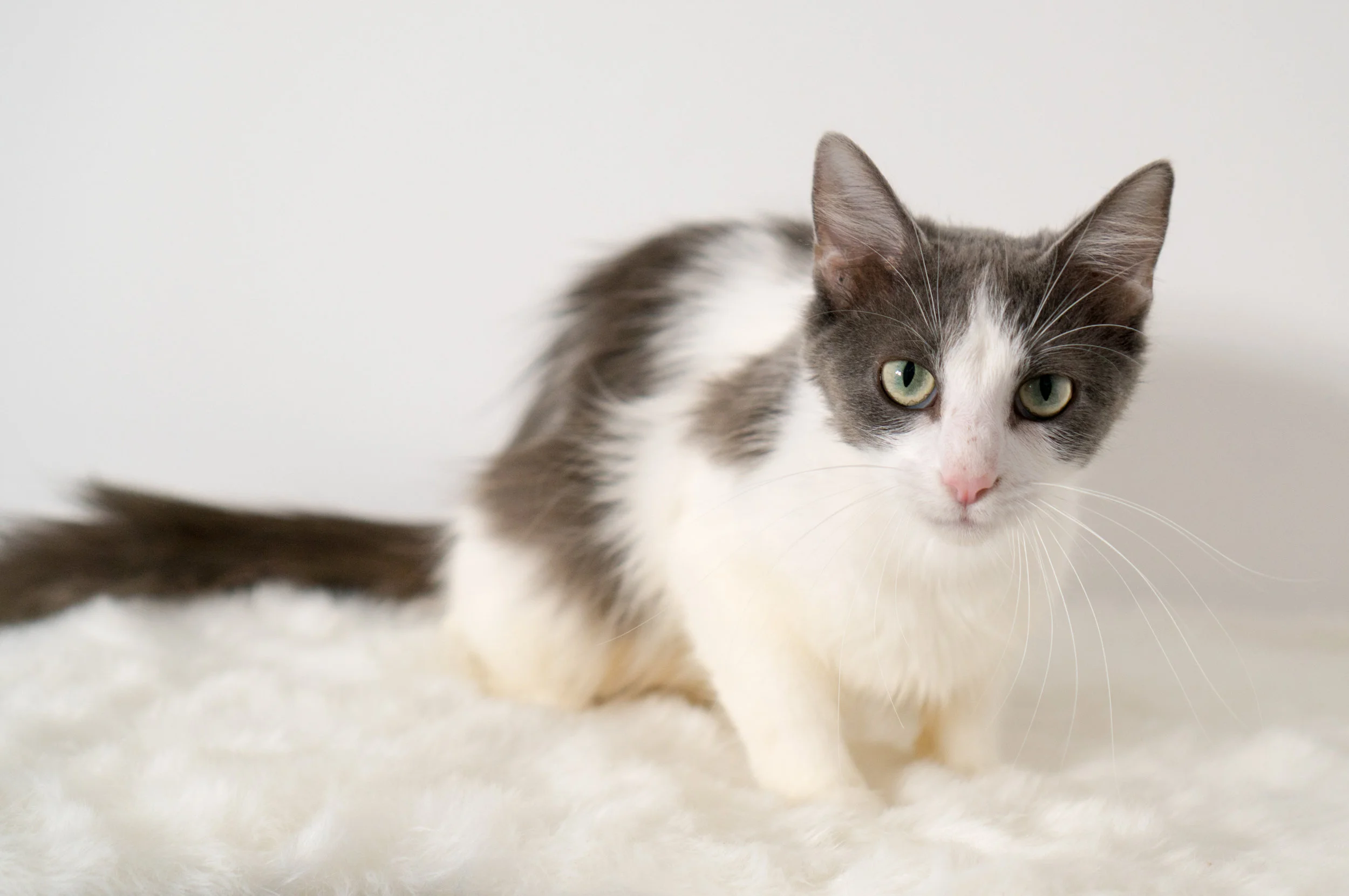Magnolia - Momcat - Young