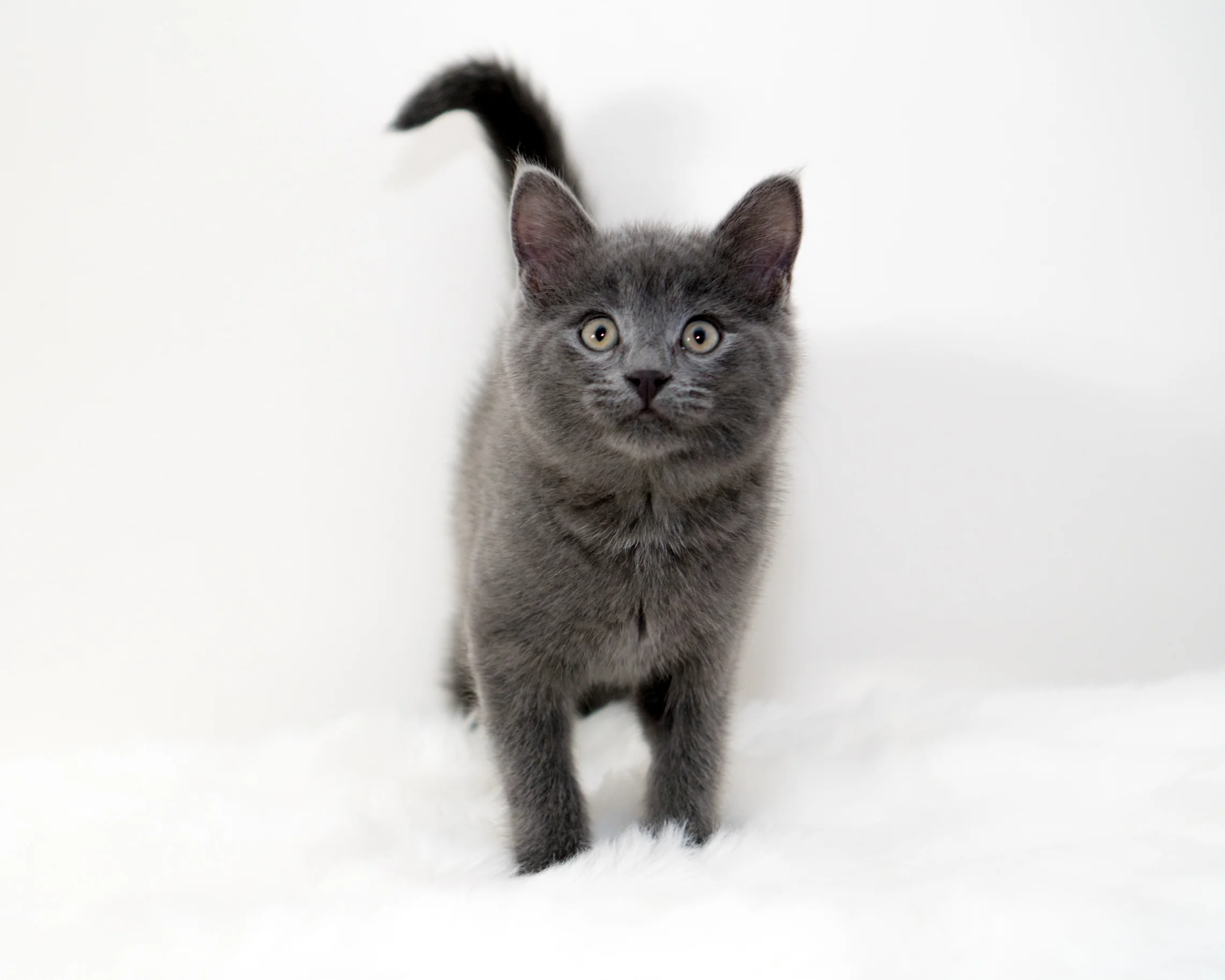 Graycie!