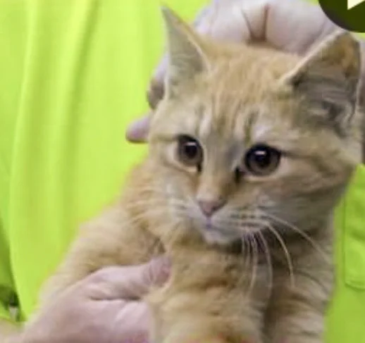 The new Momcat!
