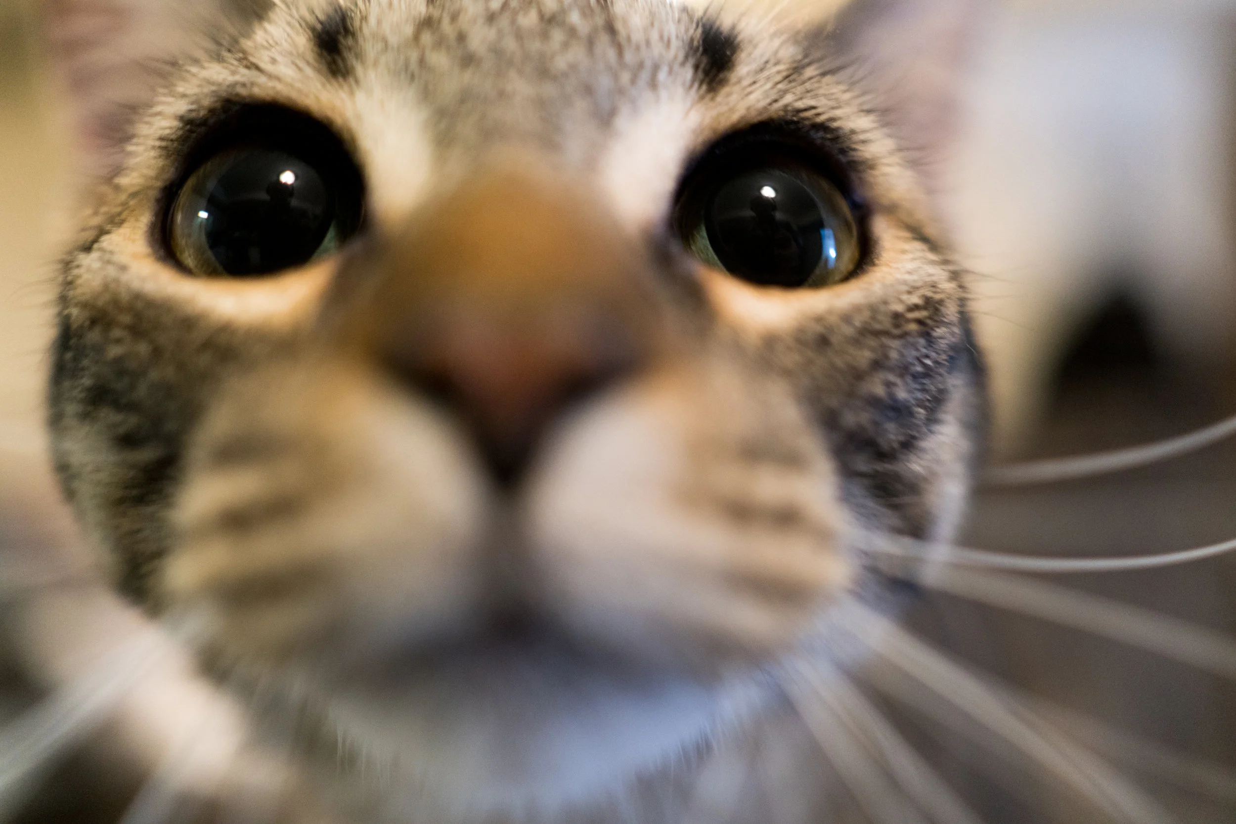 Chestnut Virtual Boop