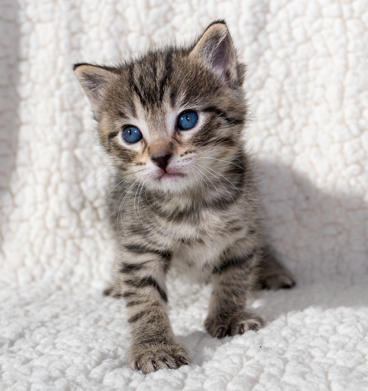 Baf Time Kittens Updates! — Kitten Academy