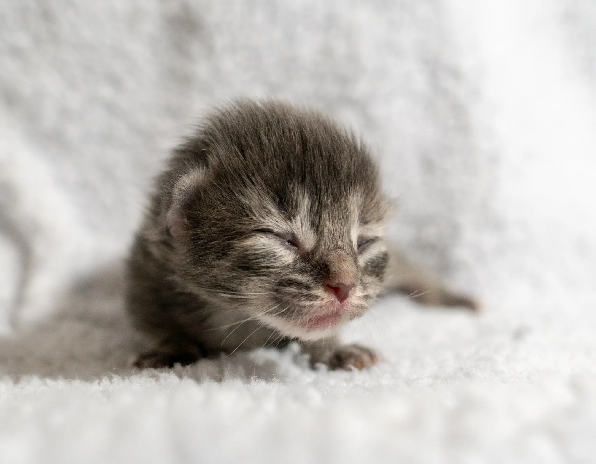 Muffin - Female