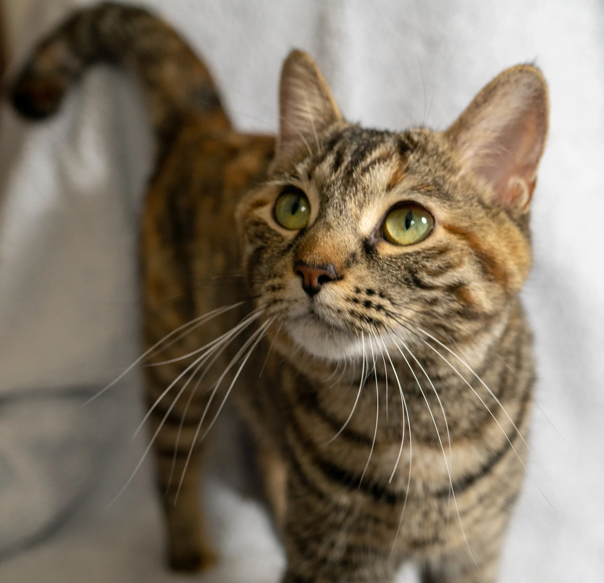 Tiffiny - Momcat