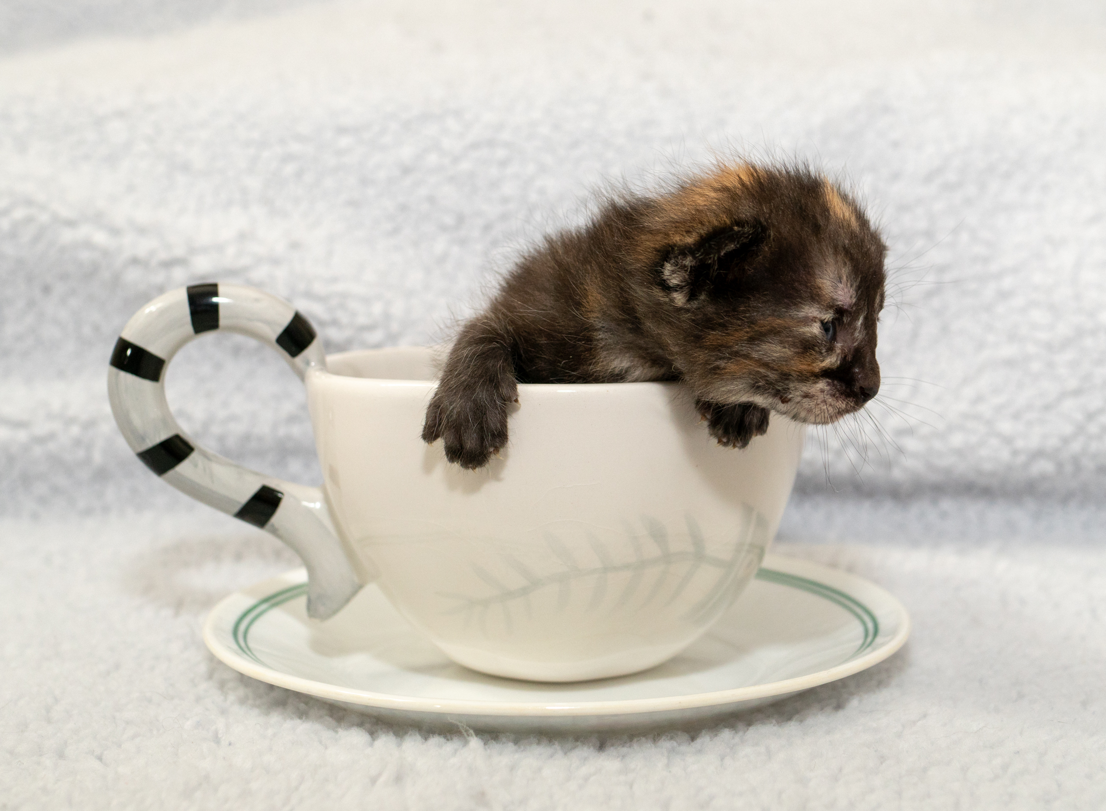 Don't Call Me Late For Breakfast!