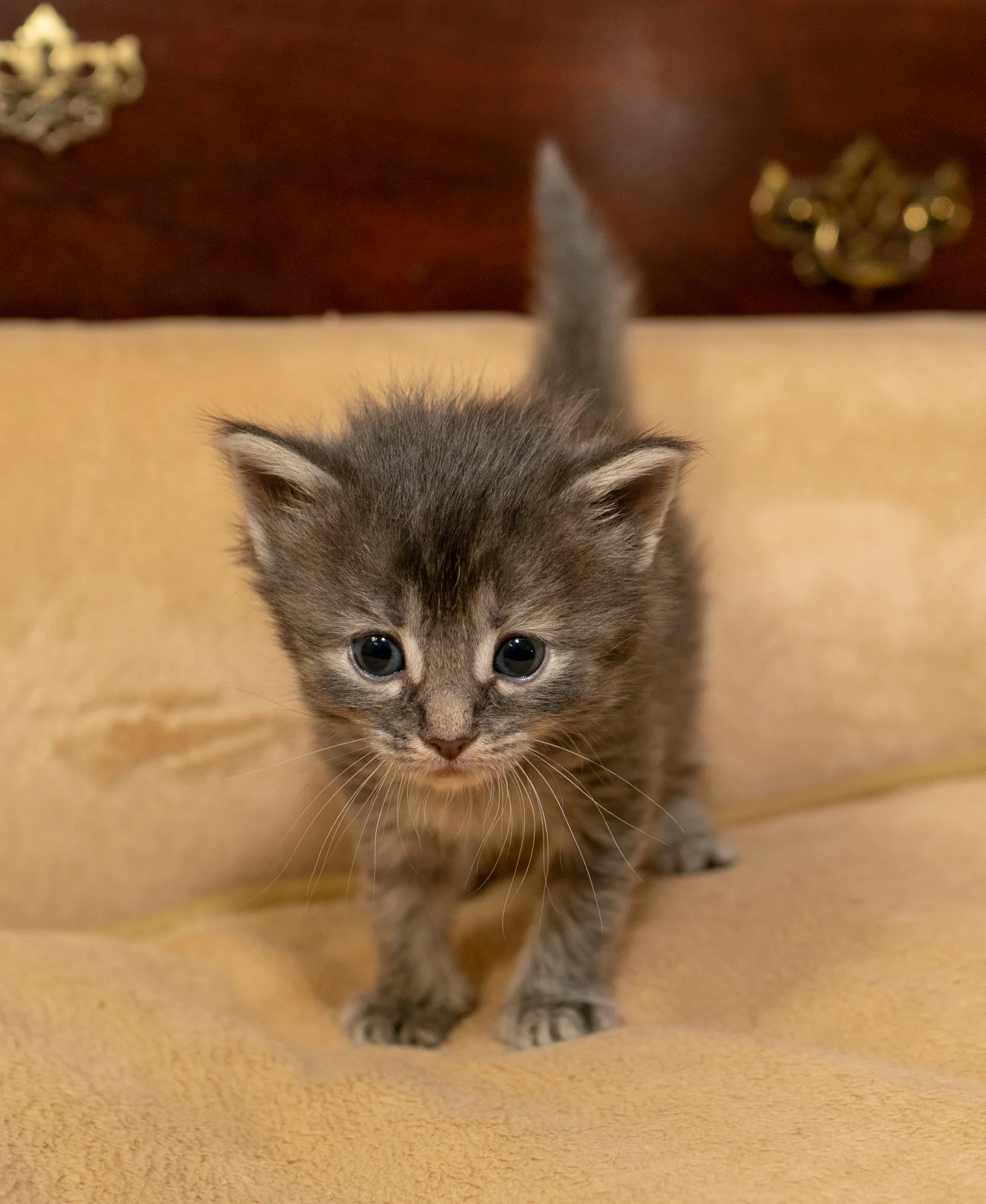 Muffin - Female