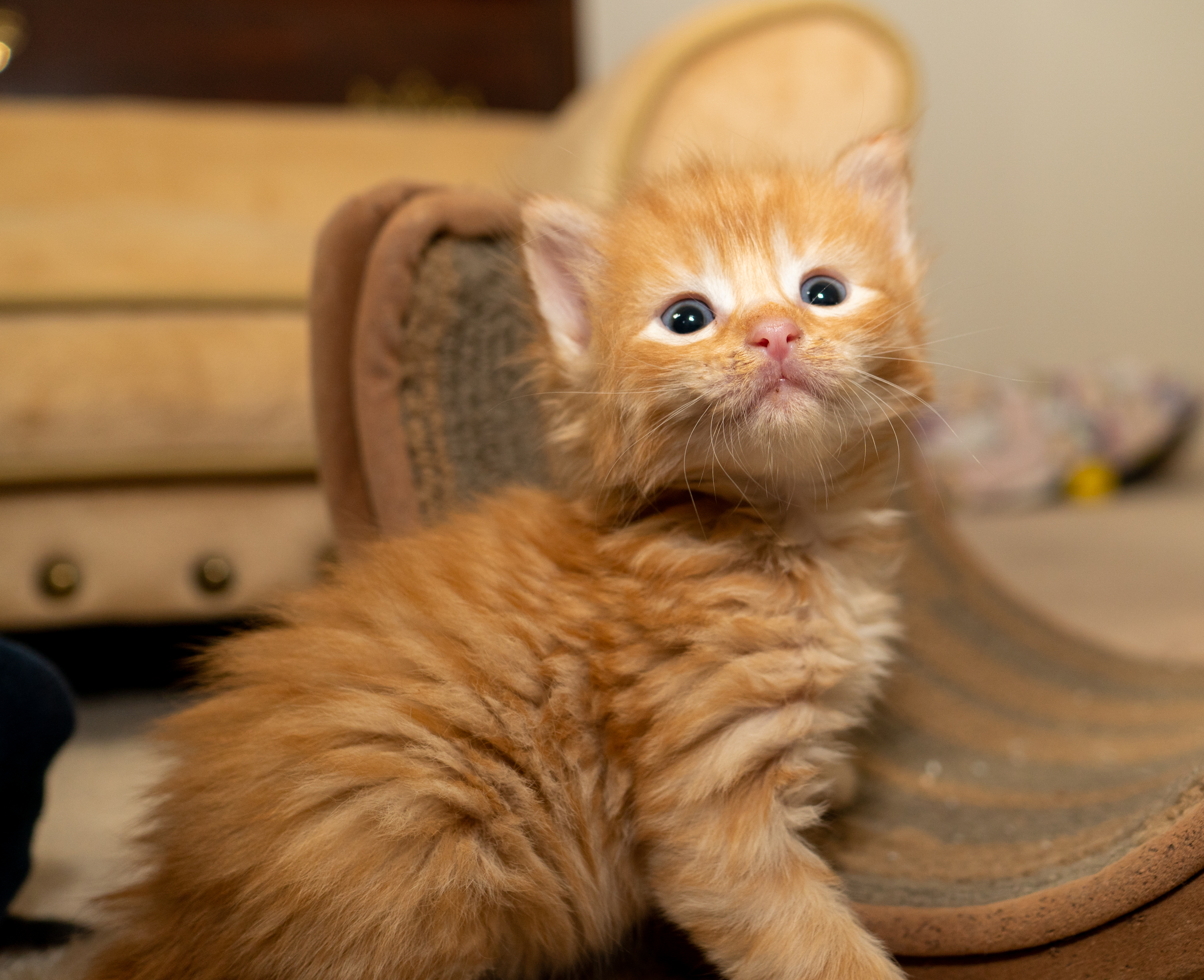 Breakfast Kittens Update Photos! — Kitten Academy