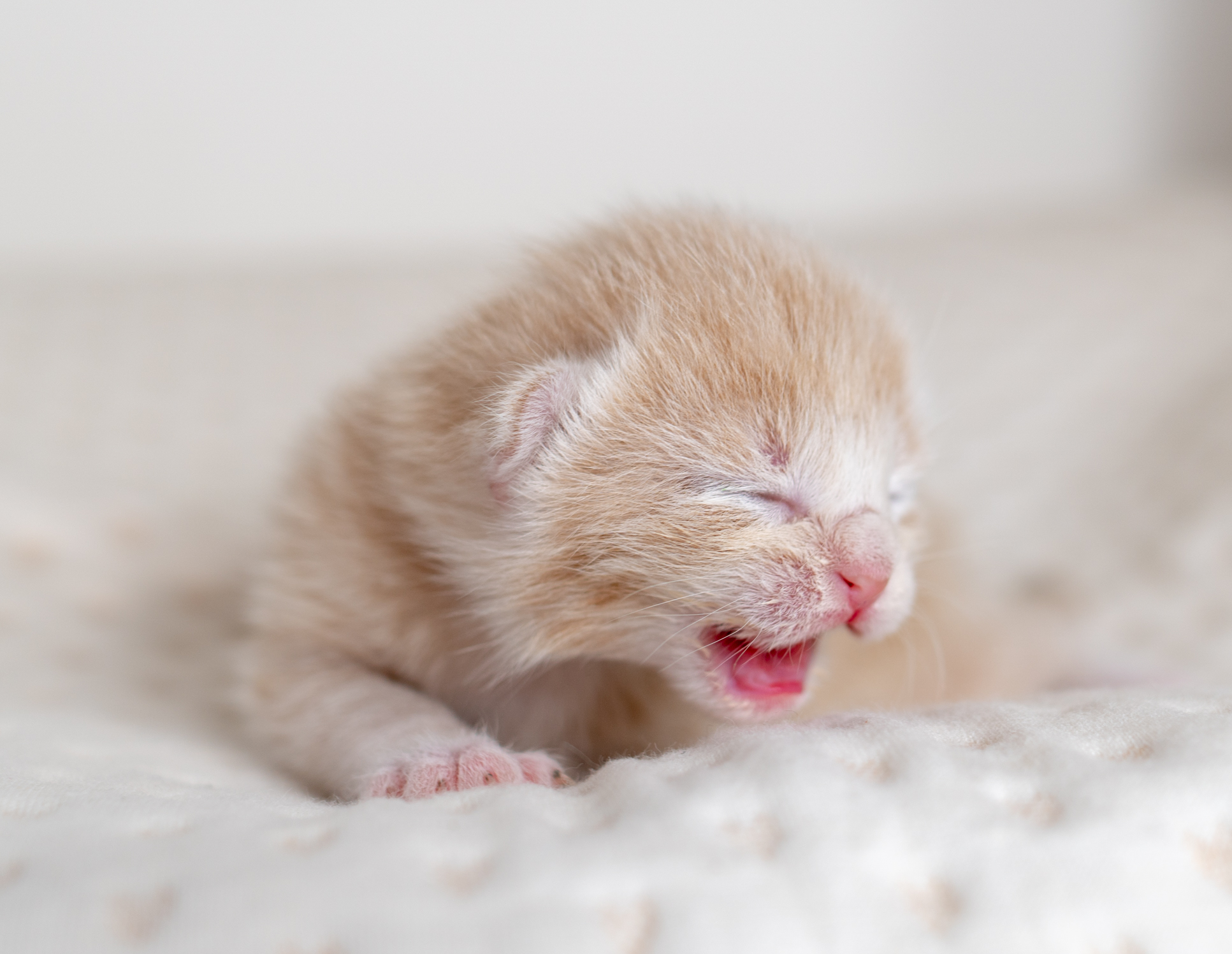 Introducing the Well-Versed Kittens!