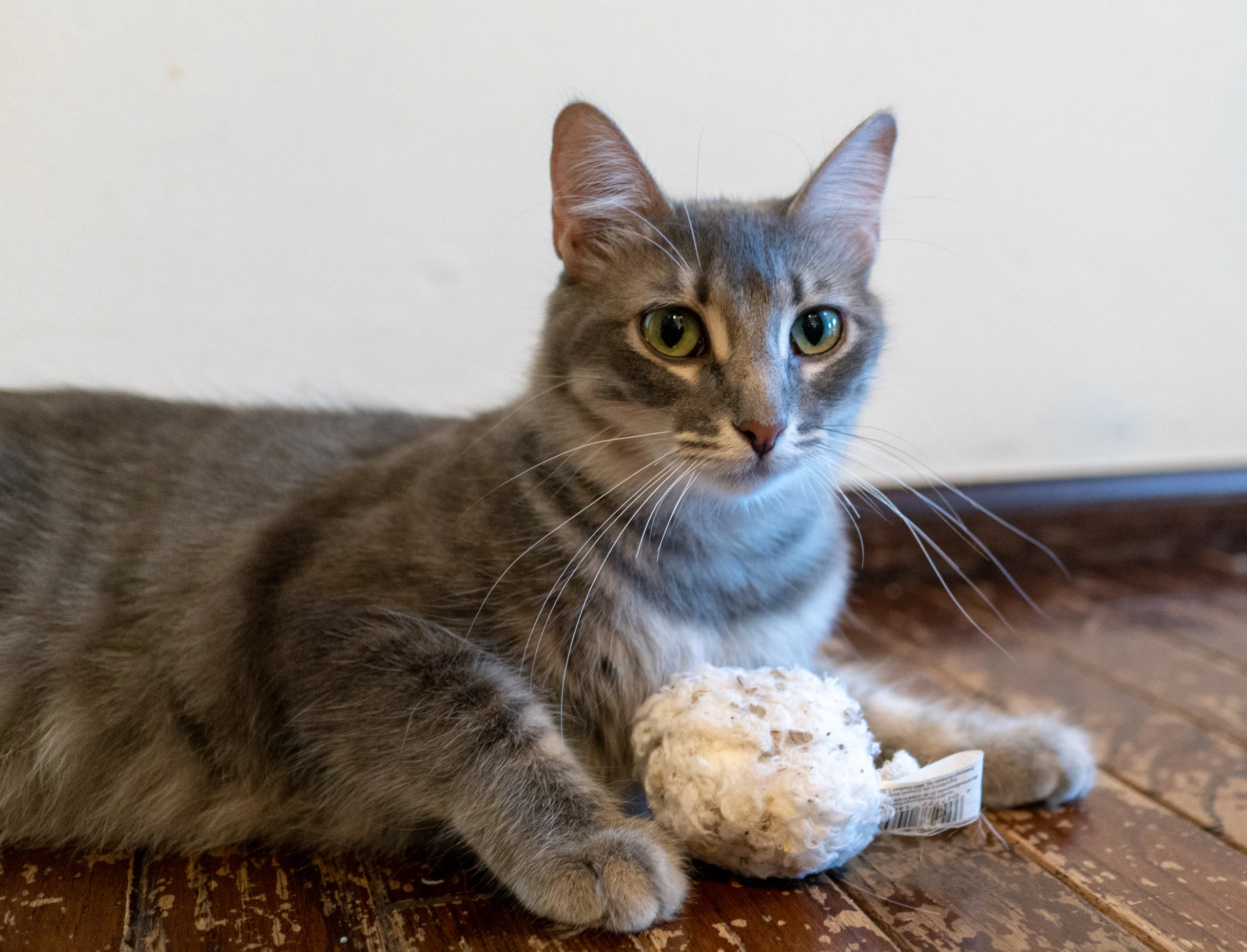 Fable, the ultimate Momcat!