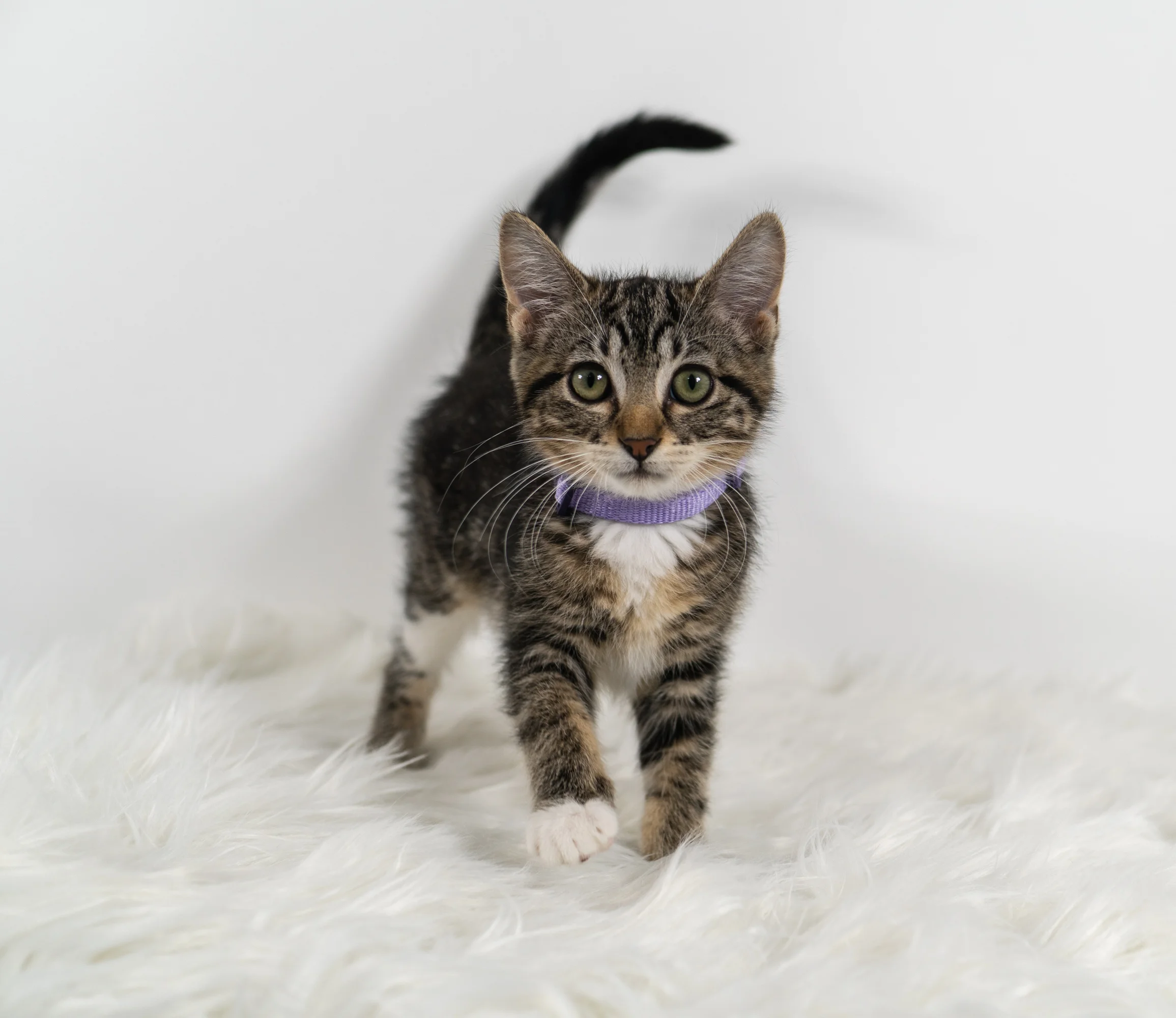 Apothecary - Female - Lavender Collar