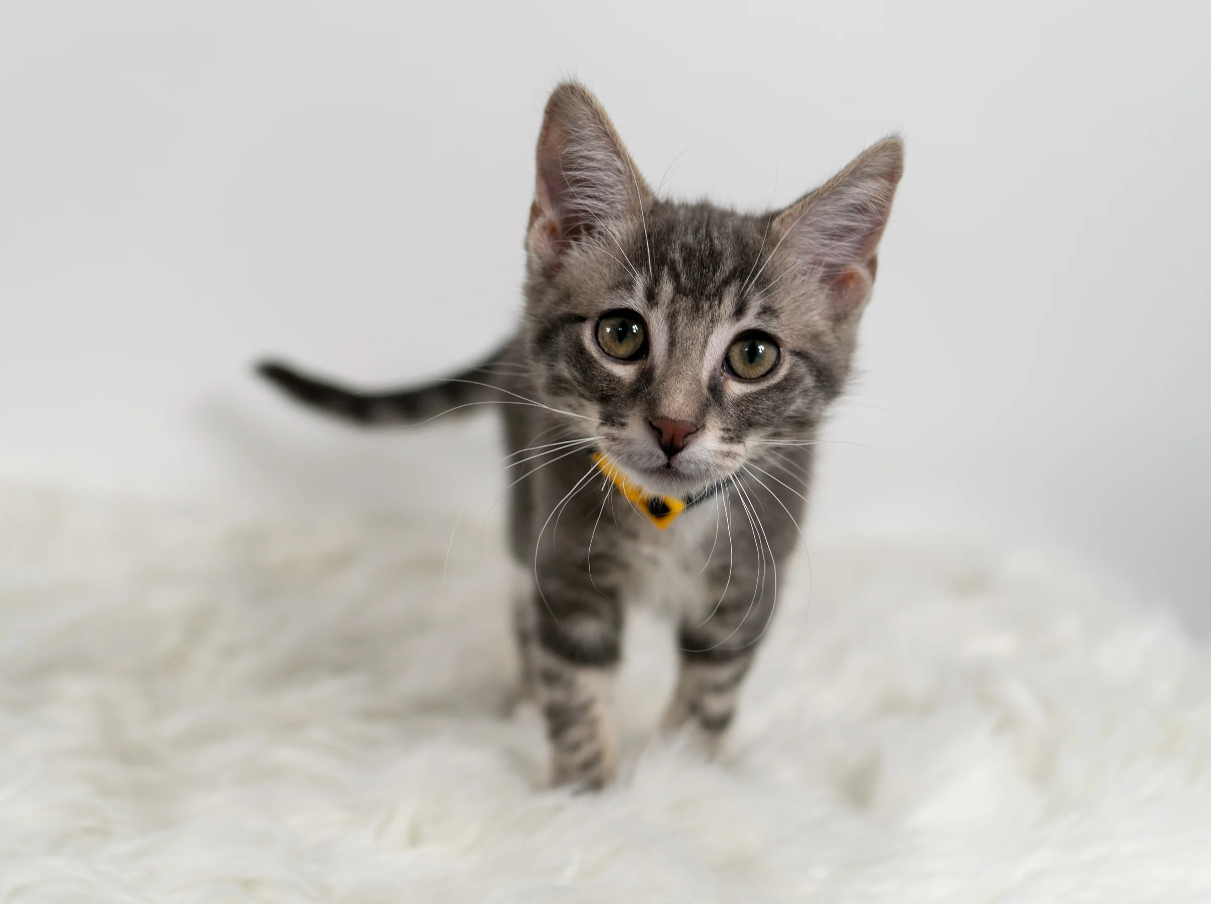 Wainwright - Male - Black Collar