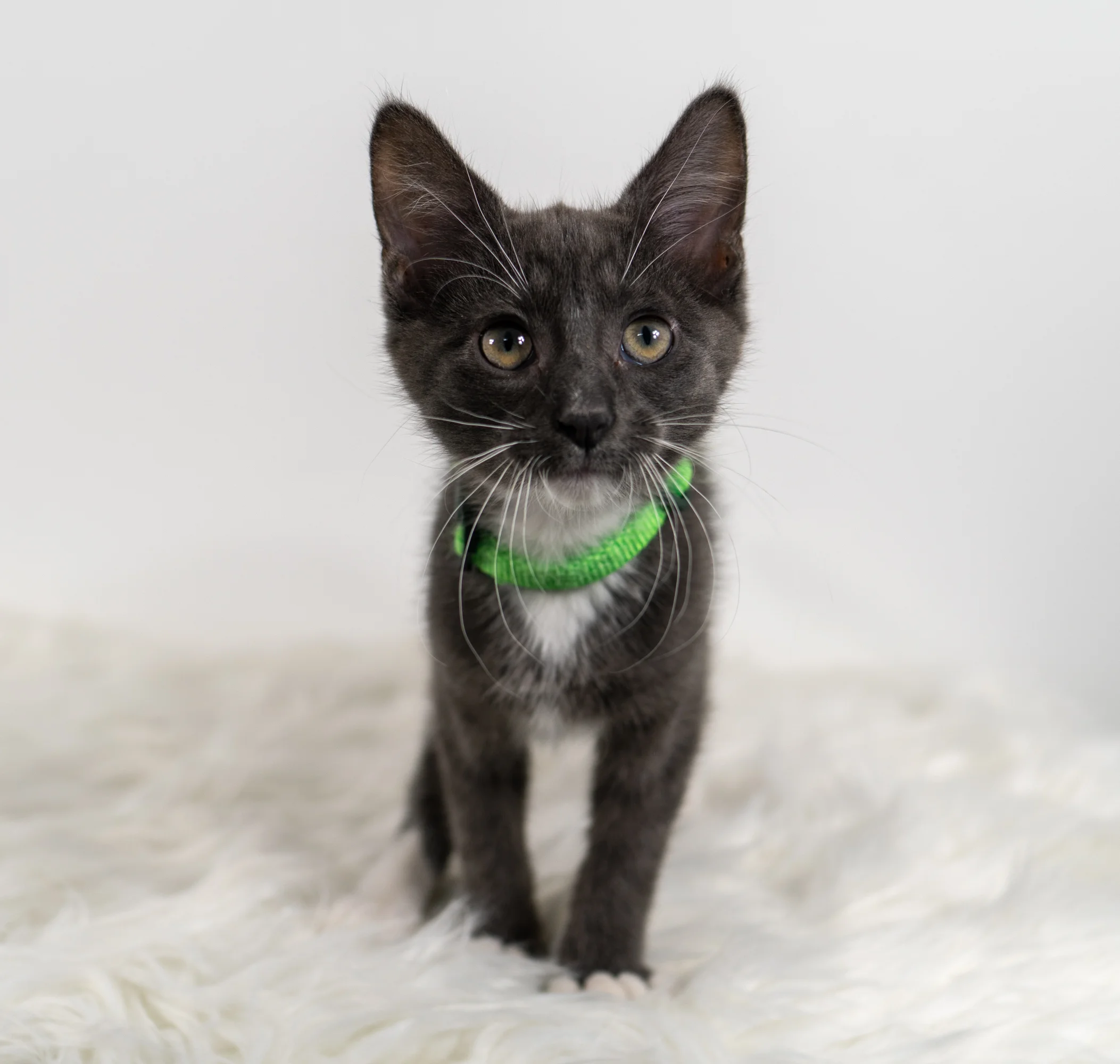 Draper - Male - Green Collar