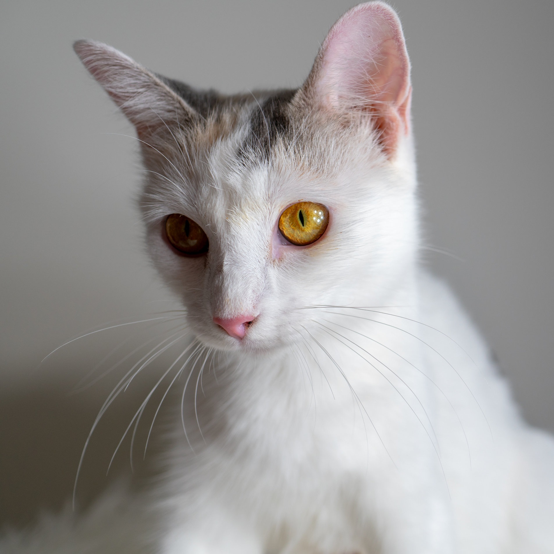 Well-Versed Kittens (January 2019)
