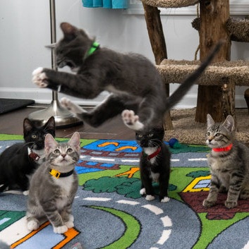 The Working Class (March 2019)