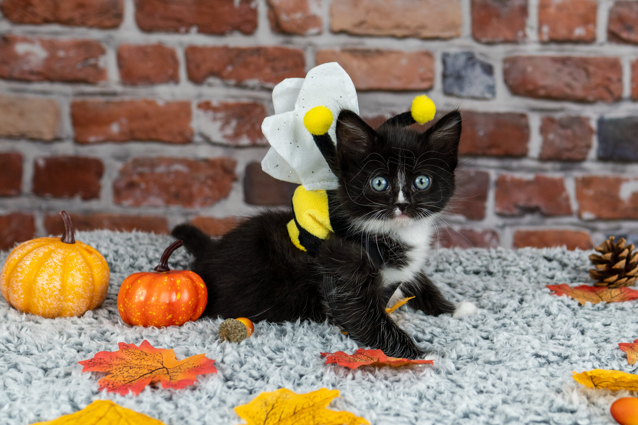 Happy Meowloween!