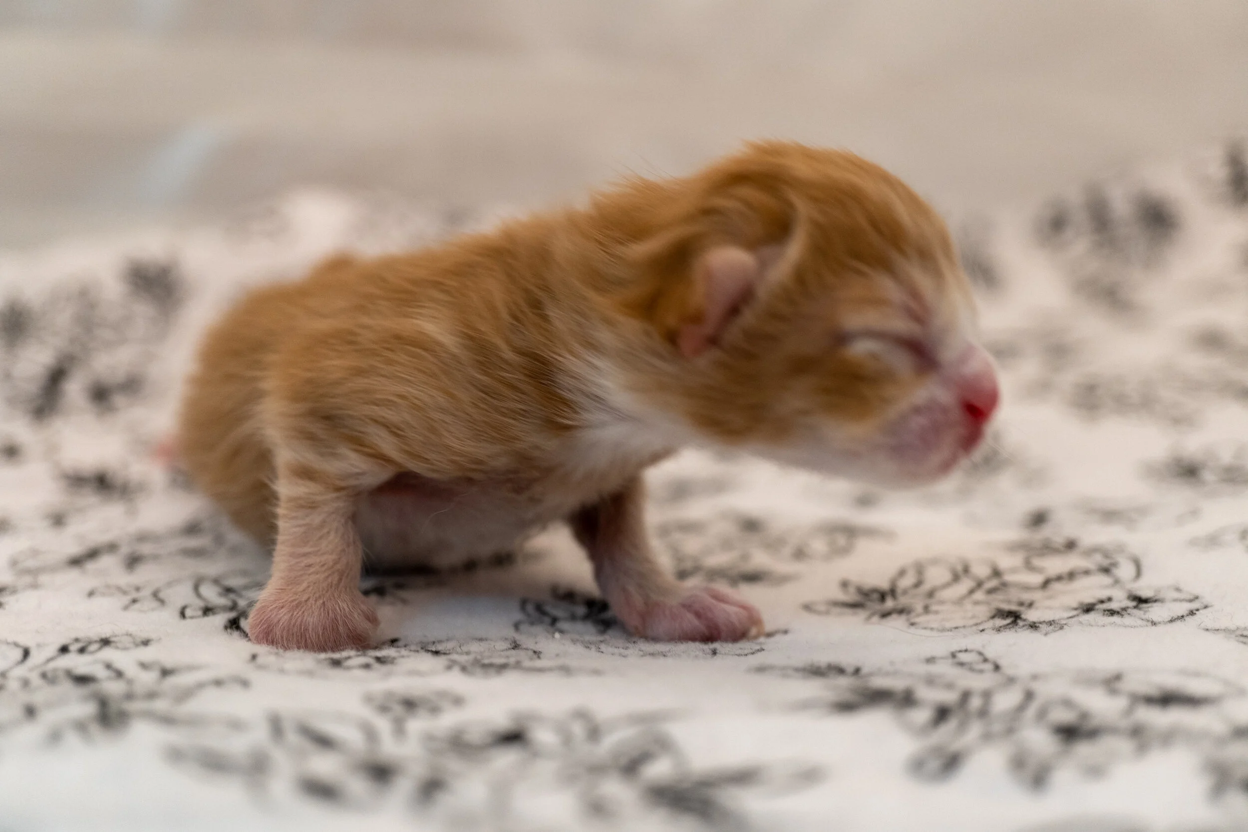 Welcome to the Fancy Feasters!