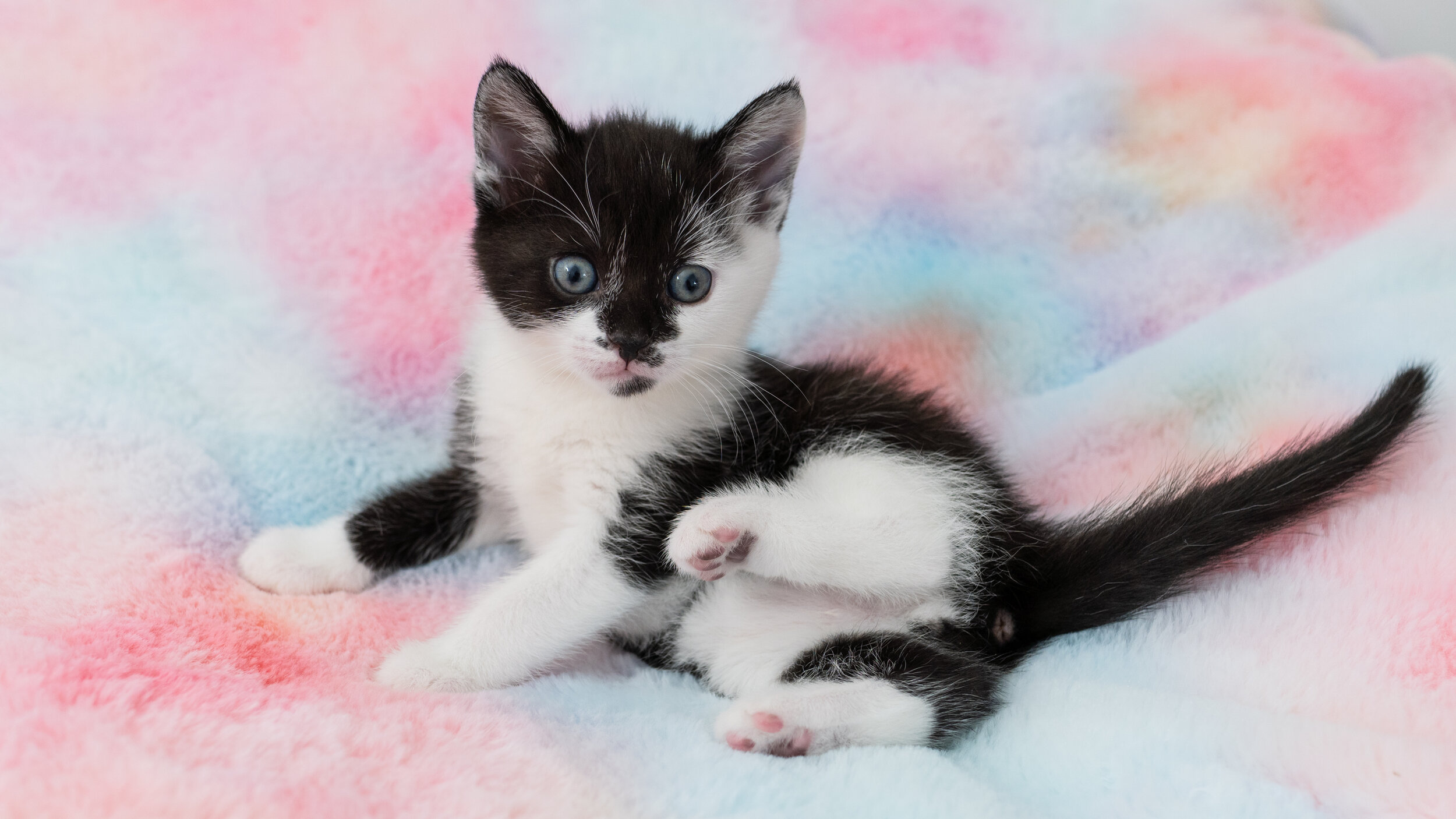 Adoption — Mewspaper — Kitten Academy