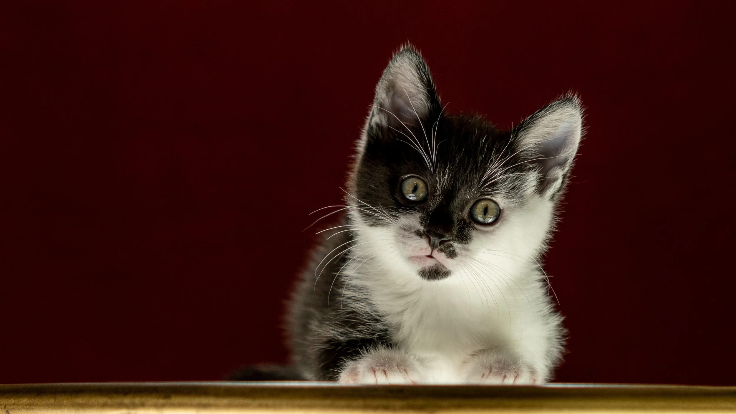 What Mew, Loom's Catterns?