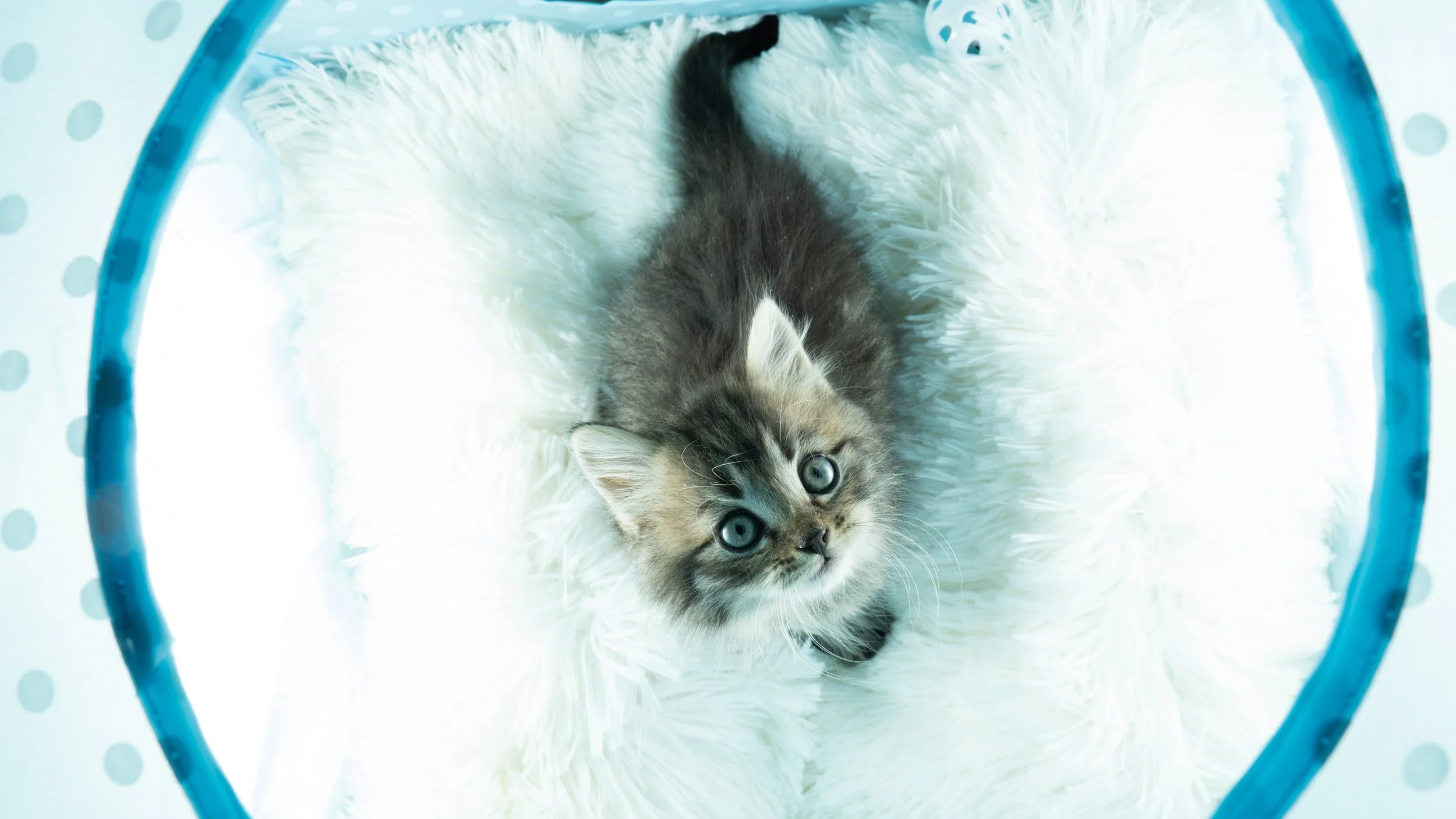 "Introducing": River and the Tiny Townies