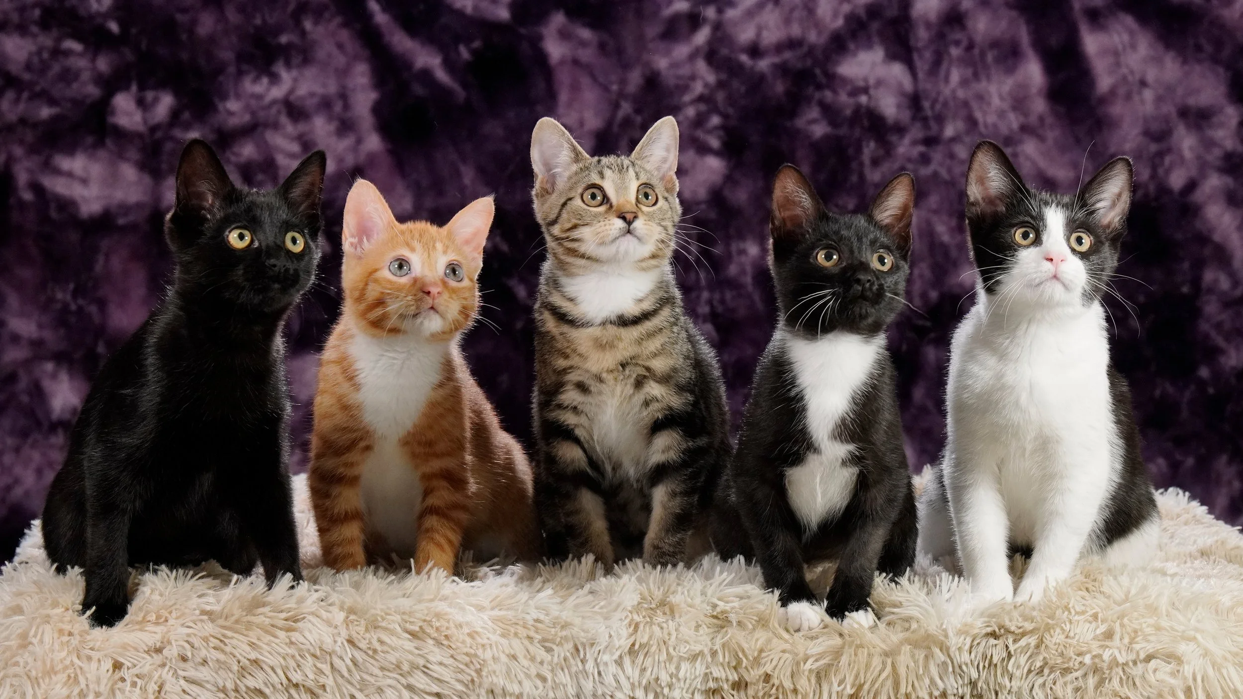 Hello and goodbye to The Cutensils!
