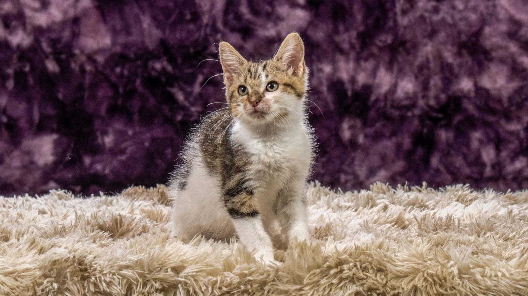 Repost: The Adorable Adootables! 