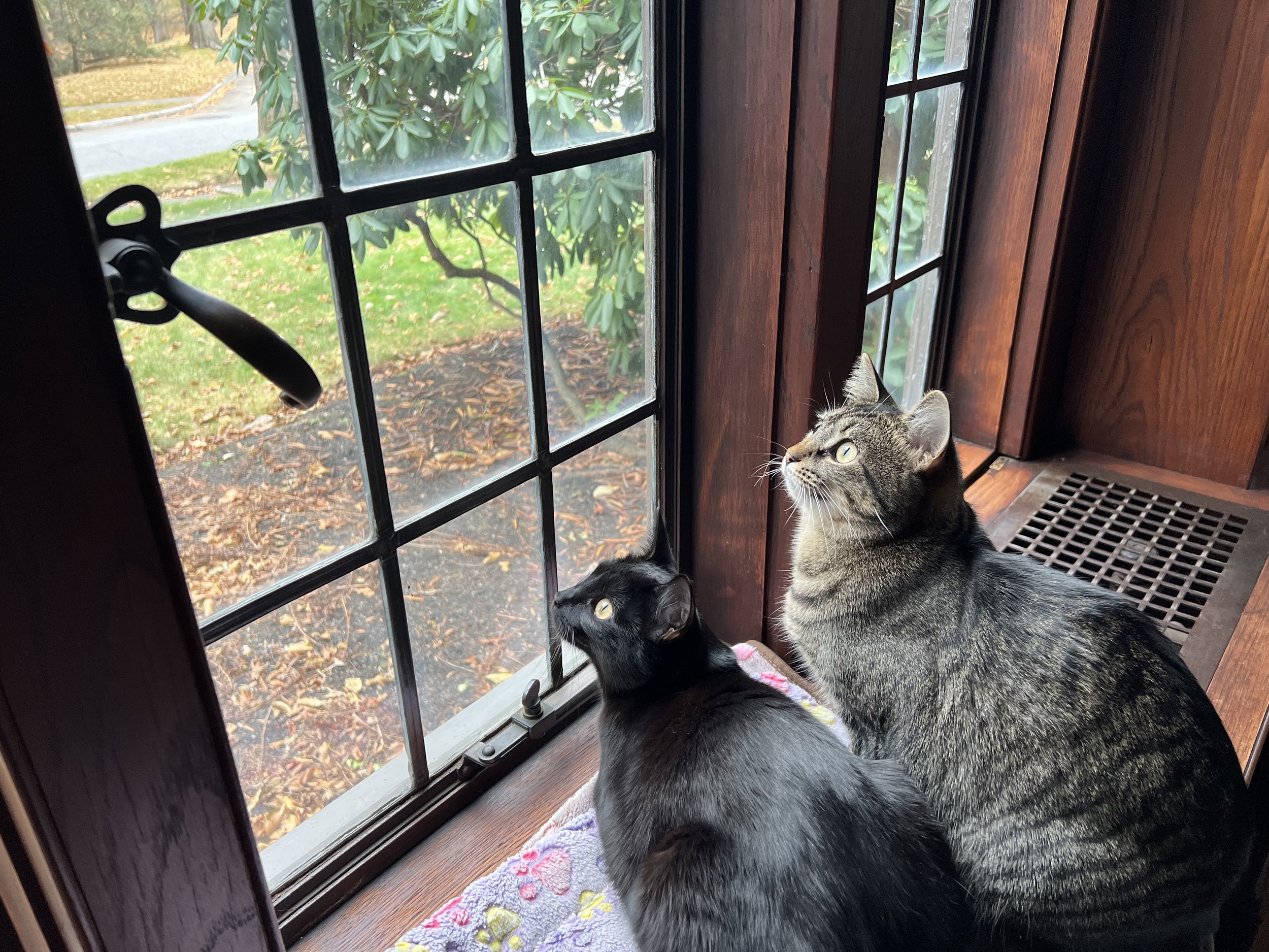 annabel_lenore_birds_squirrels.jpeg