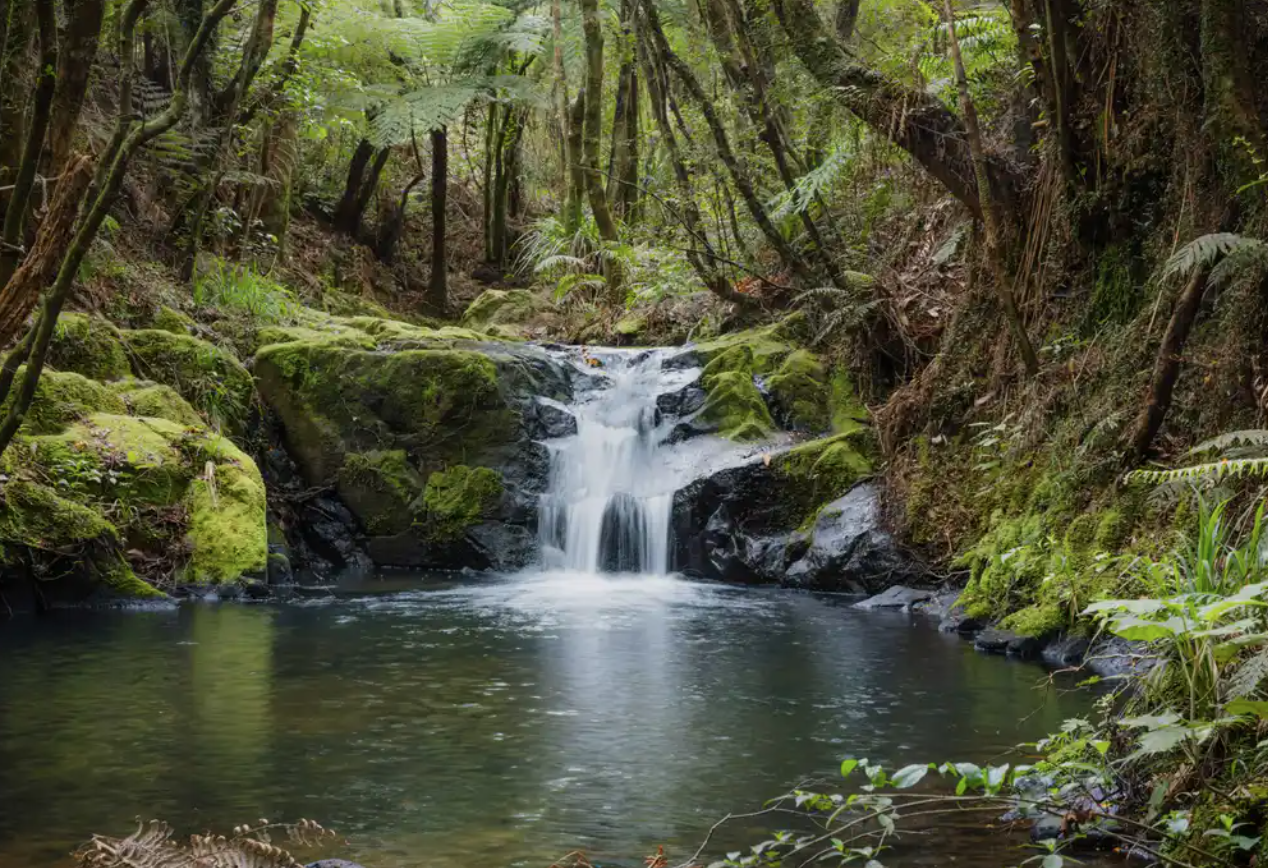 Finding Sanctuary: a day of silent meditation in Auckland, with Sue Dykes