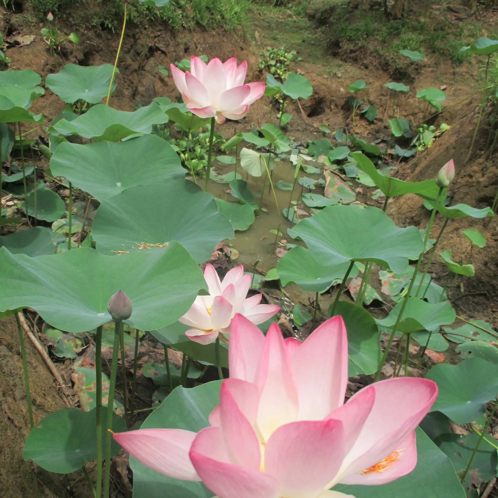 punta-mona-lotus.jpg