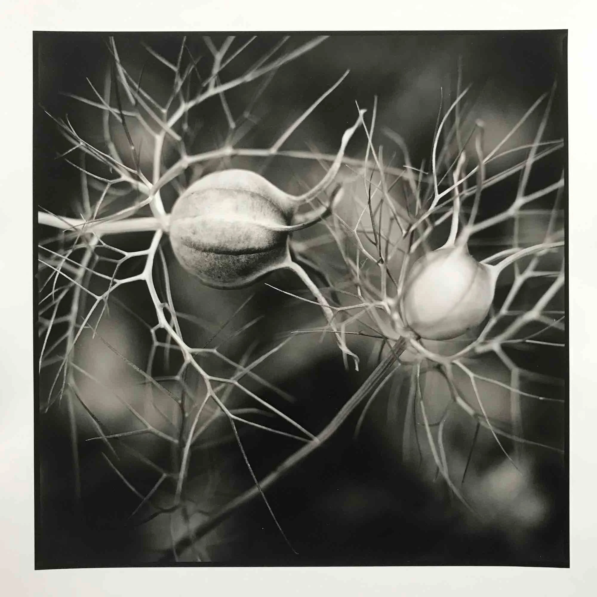 01 paul_hart-nigella_dark.jpg