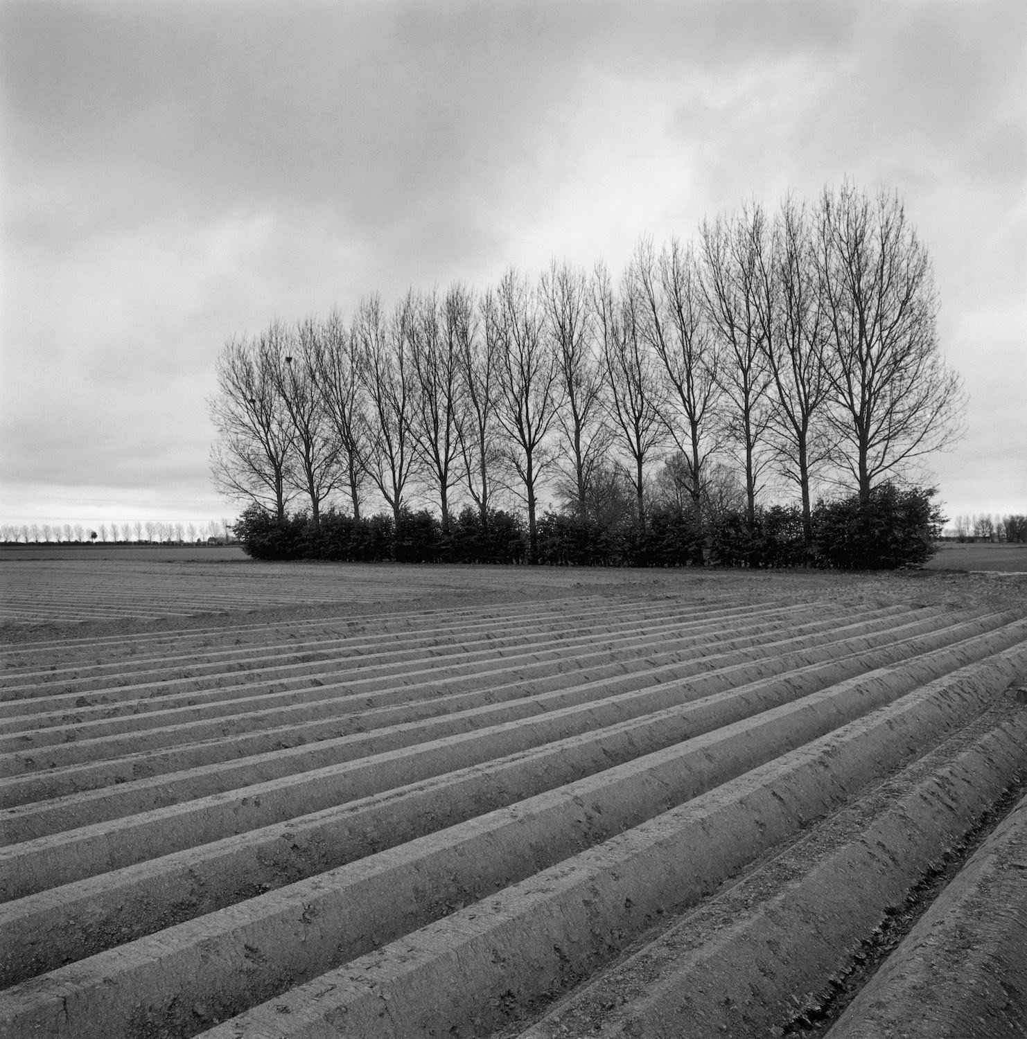 Walpole Marsh