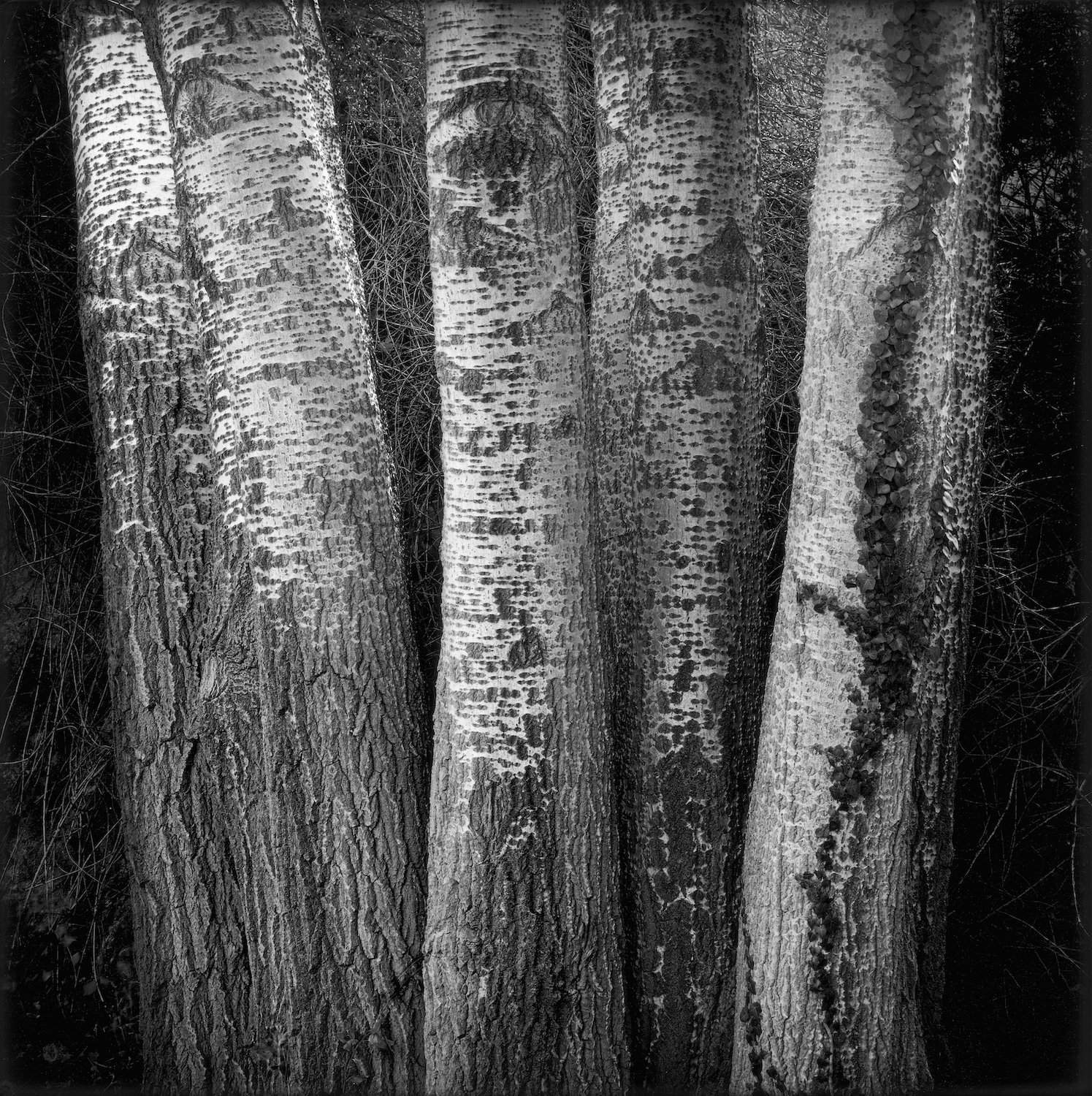 TRUNCATED — PAUL HART