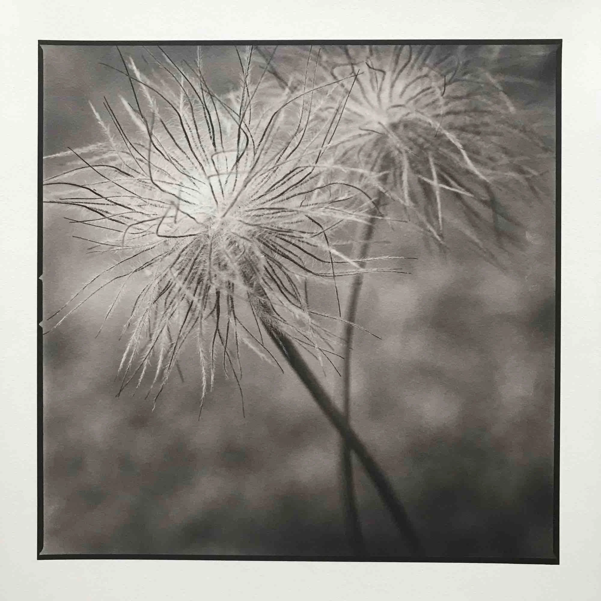 01 paul_hart_pulsatilla_vulgaris.jpg