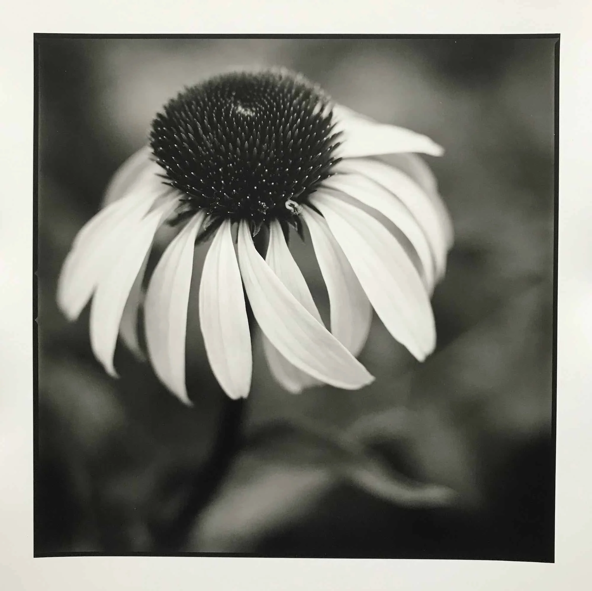 01 paul_hart-rudbeckia.jpg