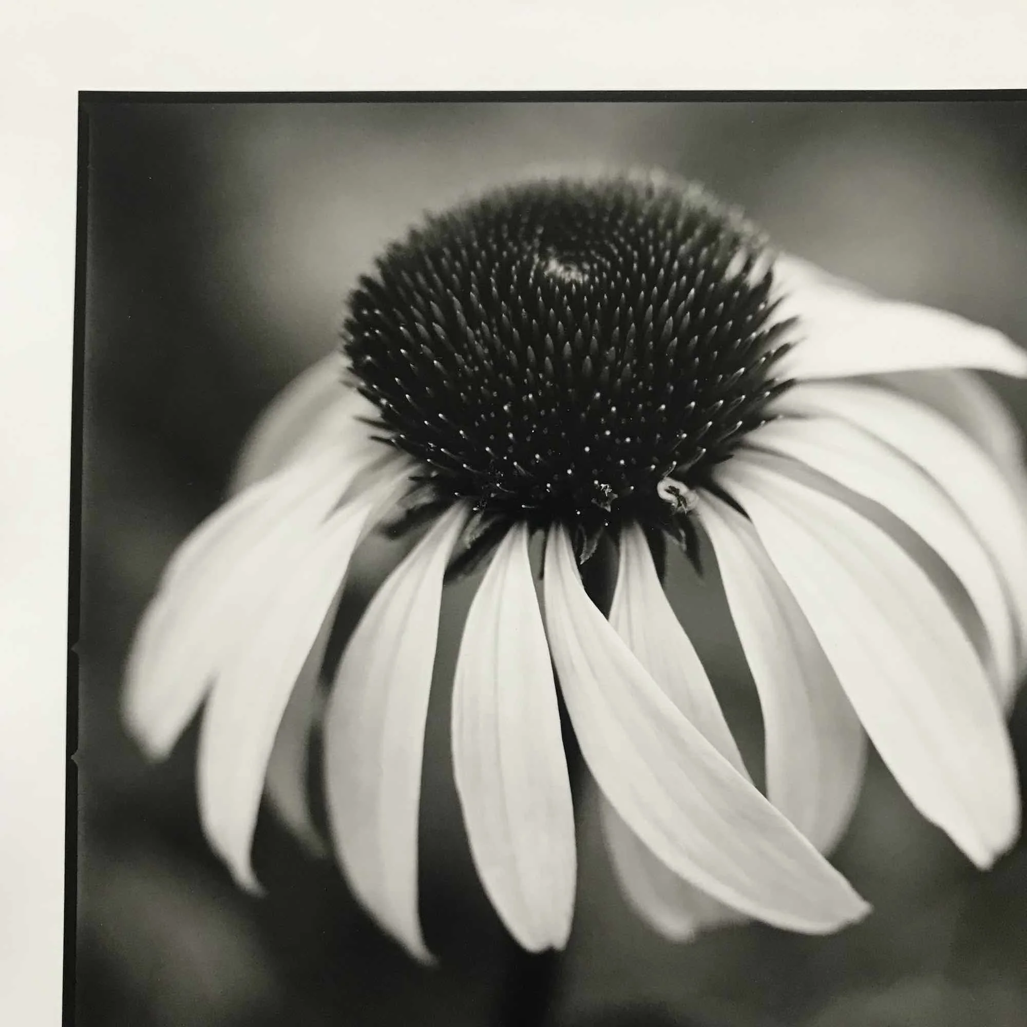 02 paul_hart-reudbeckia.jpg