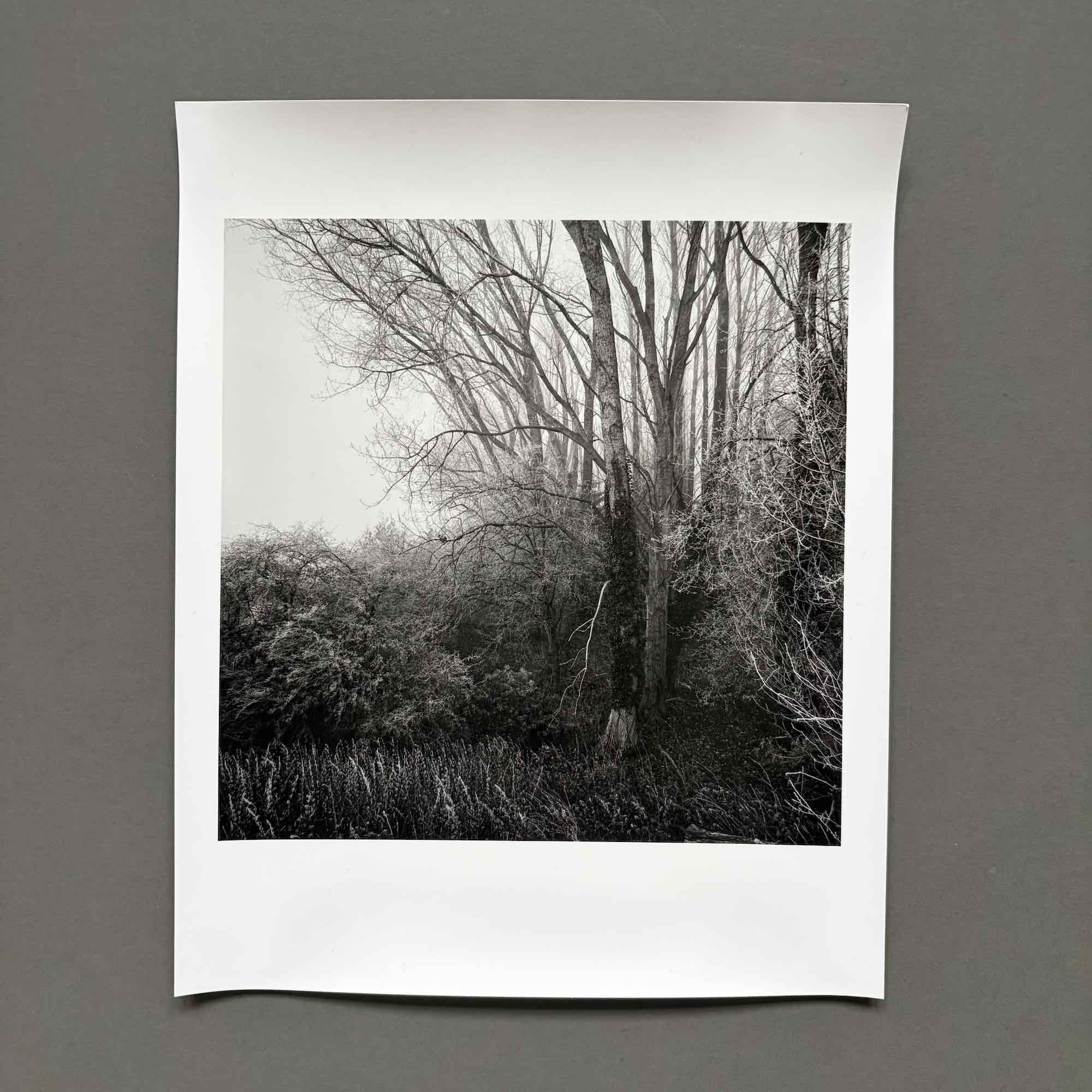 03 paul_hart_December_XV.jpg