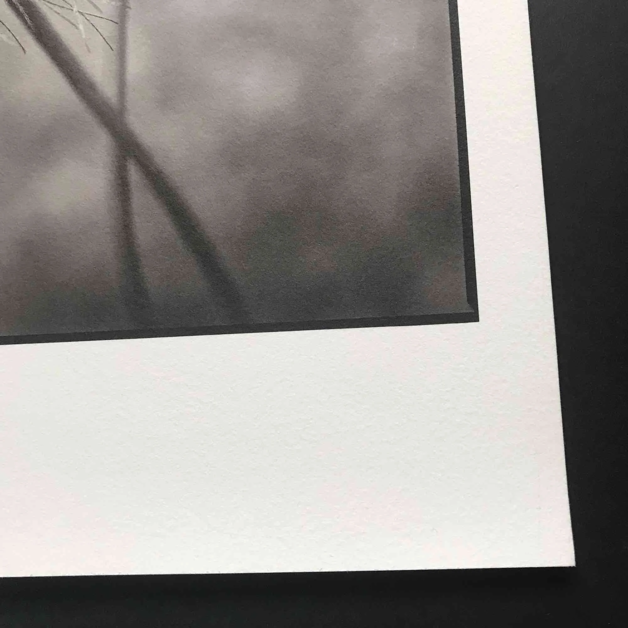 02 paul_hart-pulsatilla_vulgaris.jpg