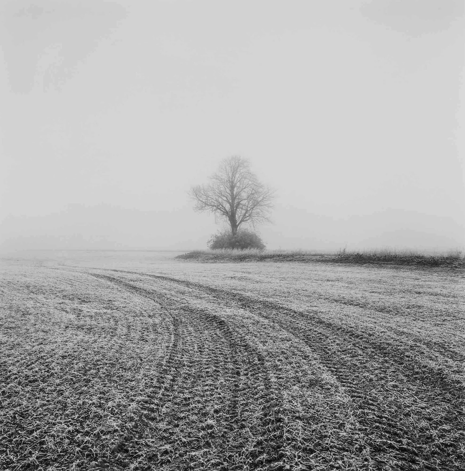 December XI copy.jpeg