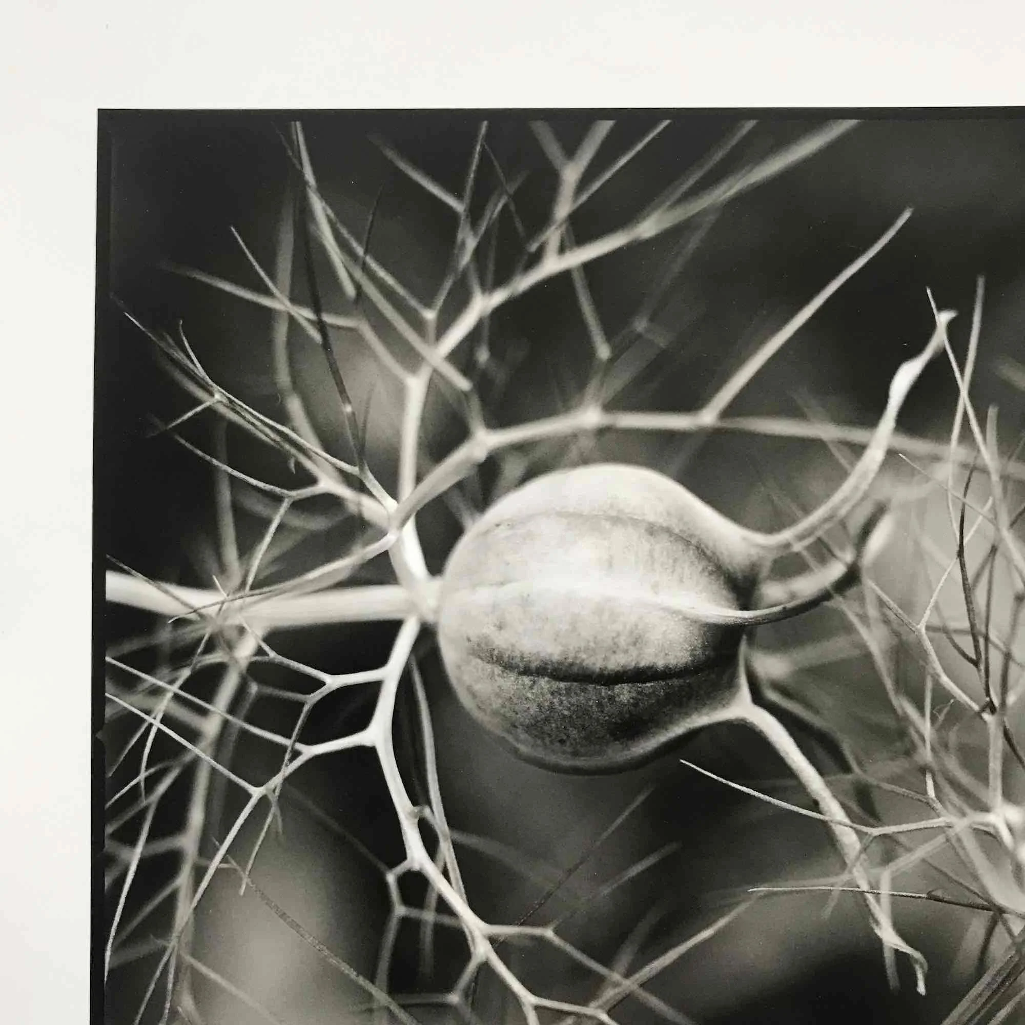 02 paul_hart-nigella-dark.jpg