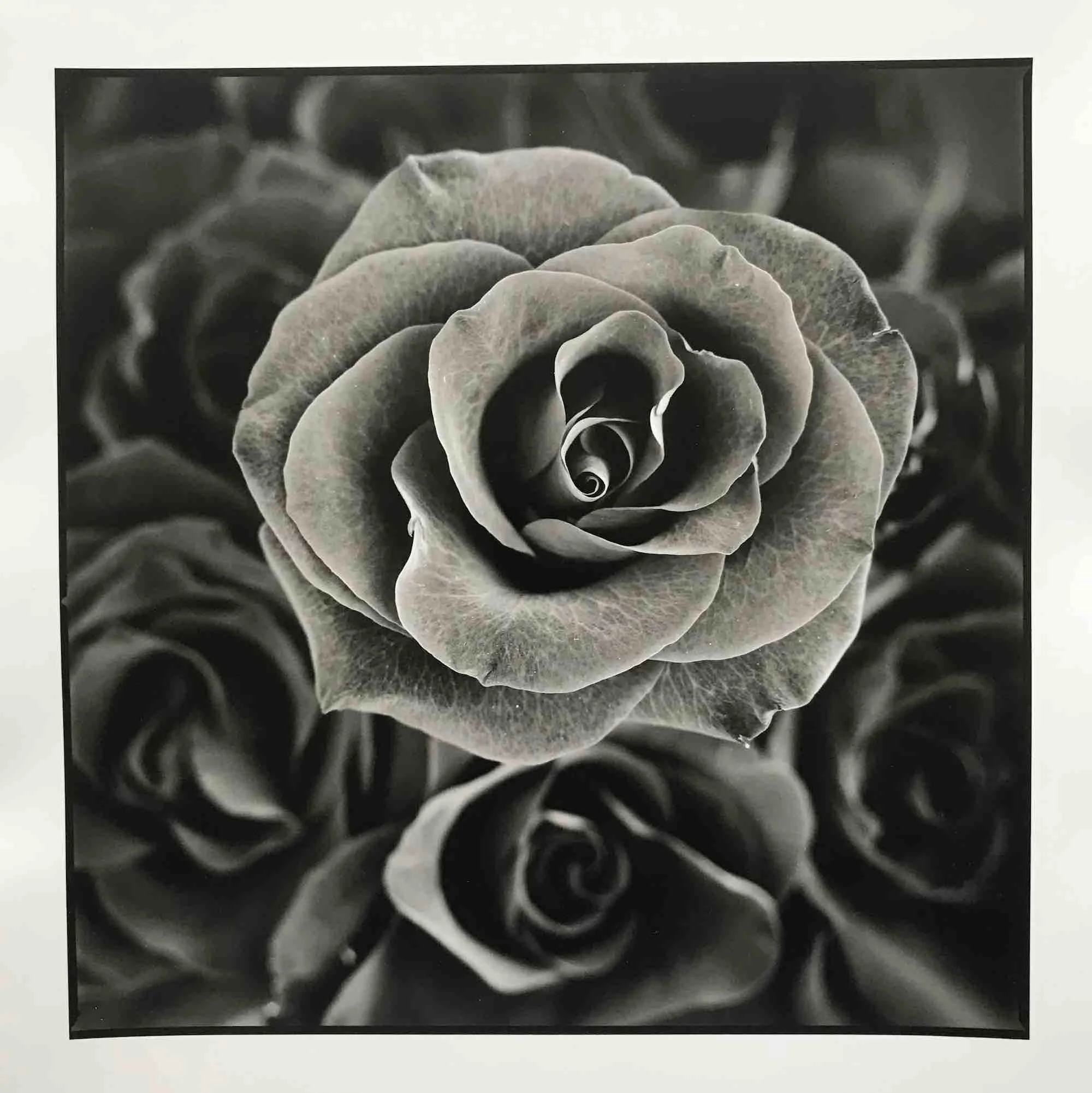 01 paul _hart_rosa.jpg