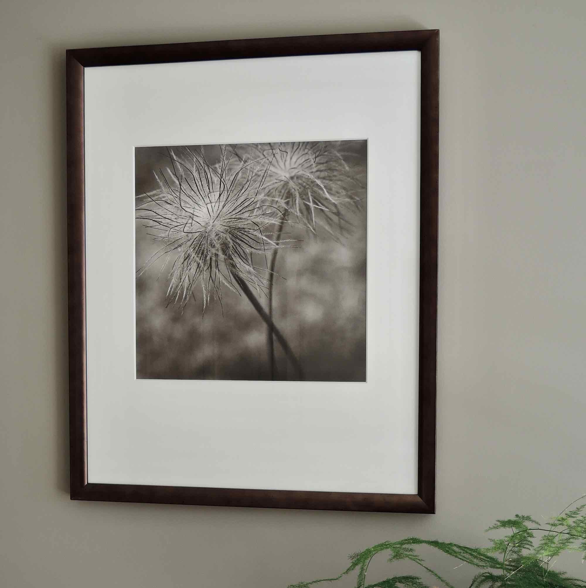 pulsatilla_ vulgaris_framed.jpg