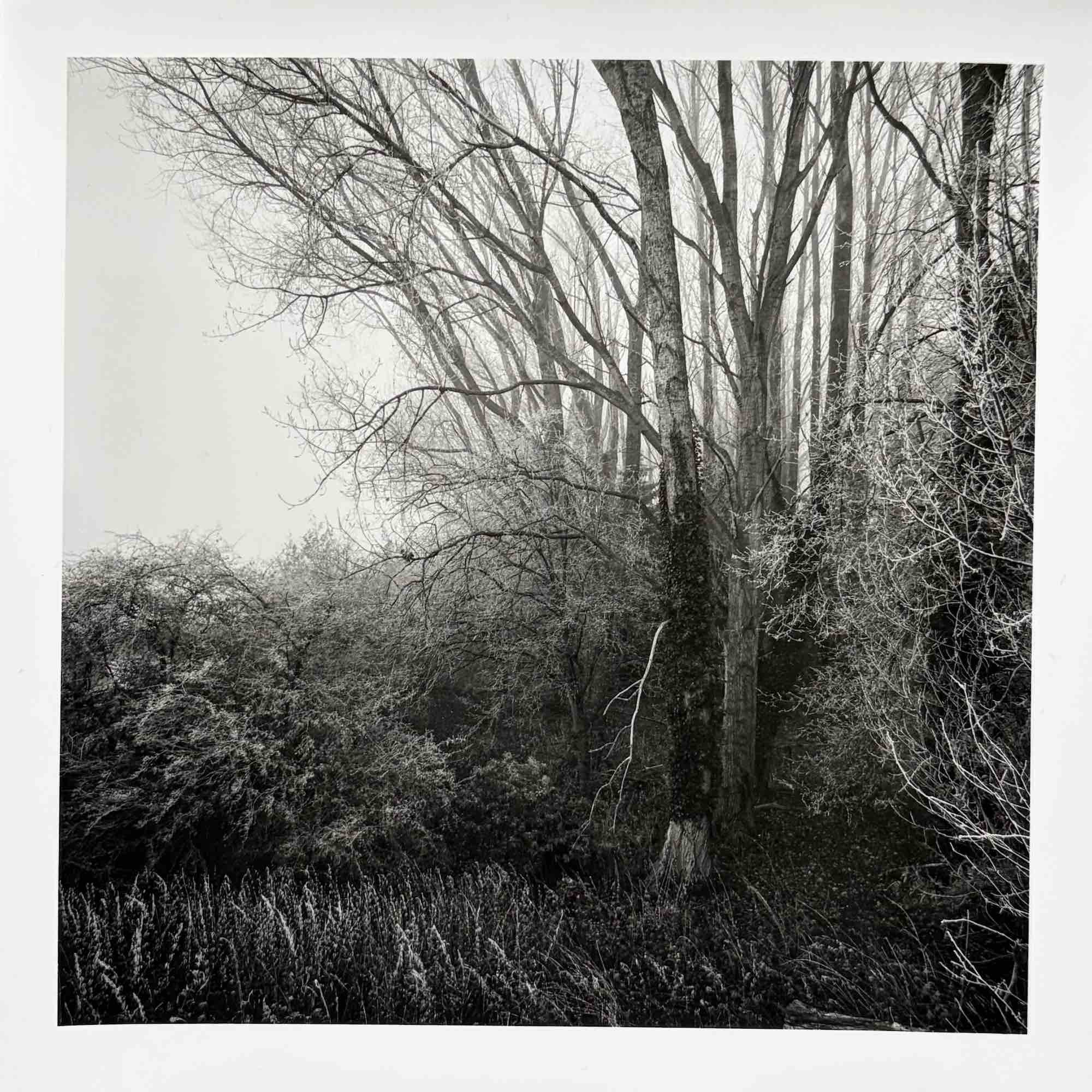 03:b paul_hart_december_XV.jpg