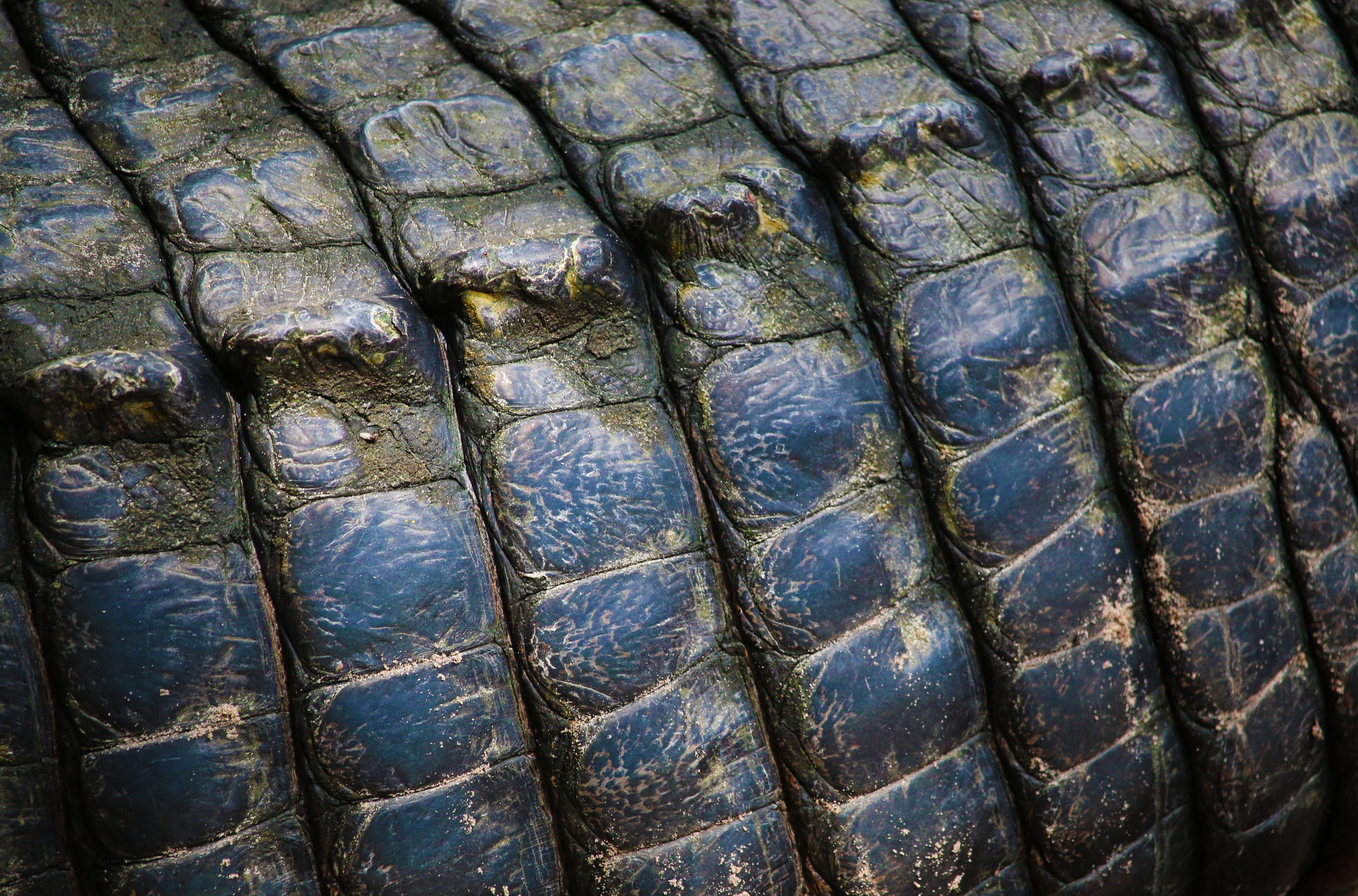 Close up of Alligator Scales