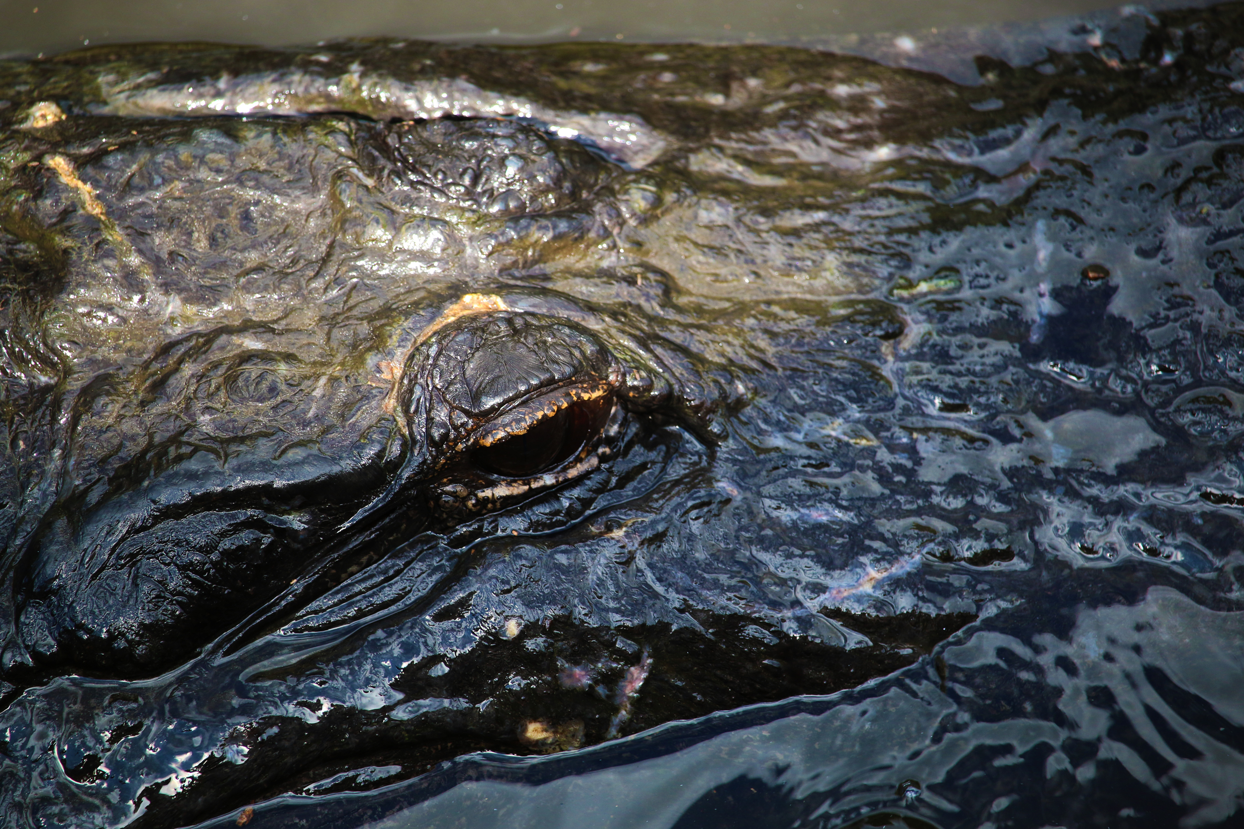 Gator Eye