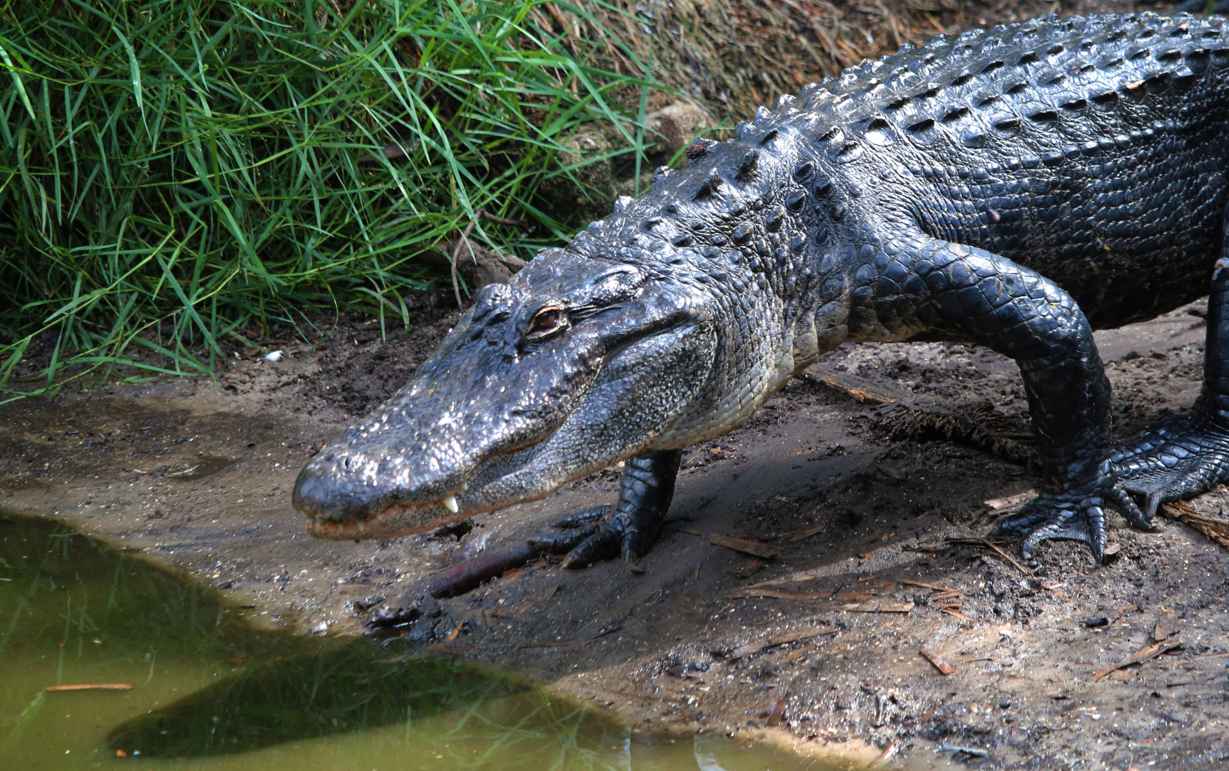 Alligator walking into the Marsh