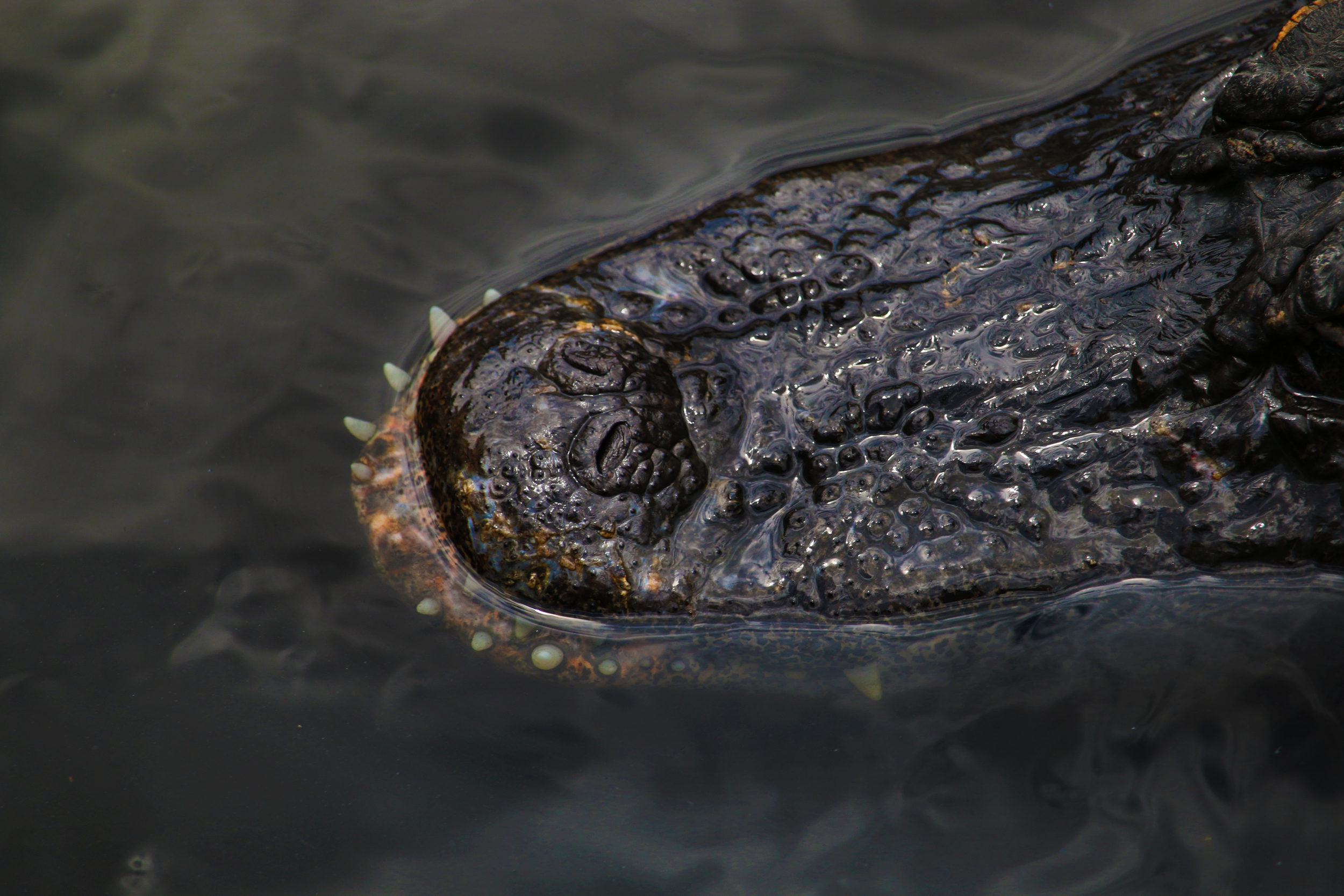 More Alligator teeth