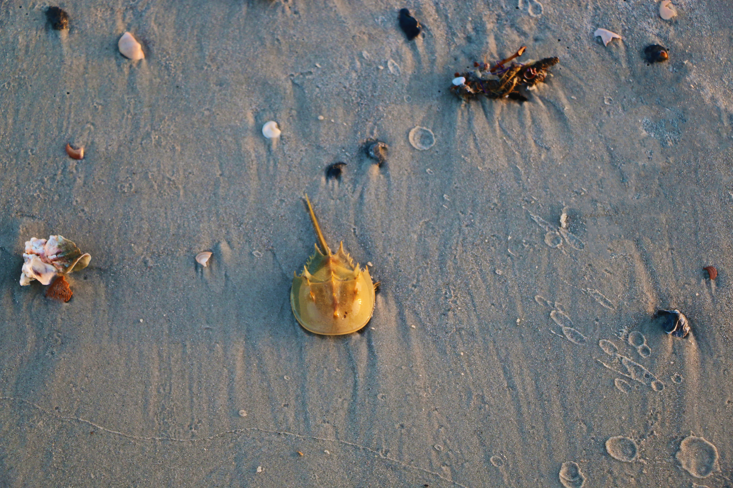 Baby Horseshoe Crab