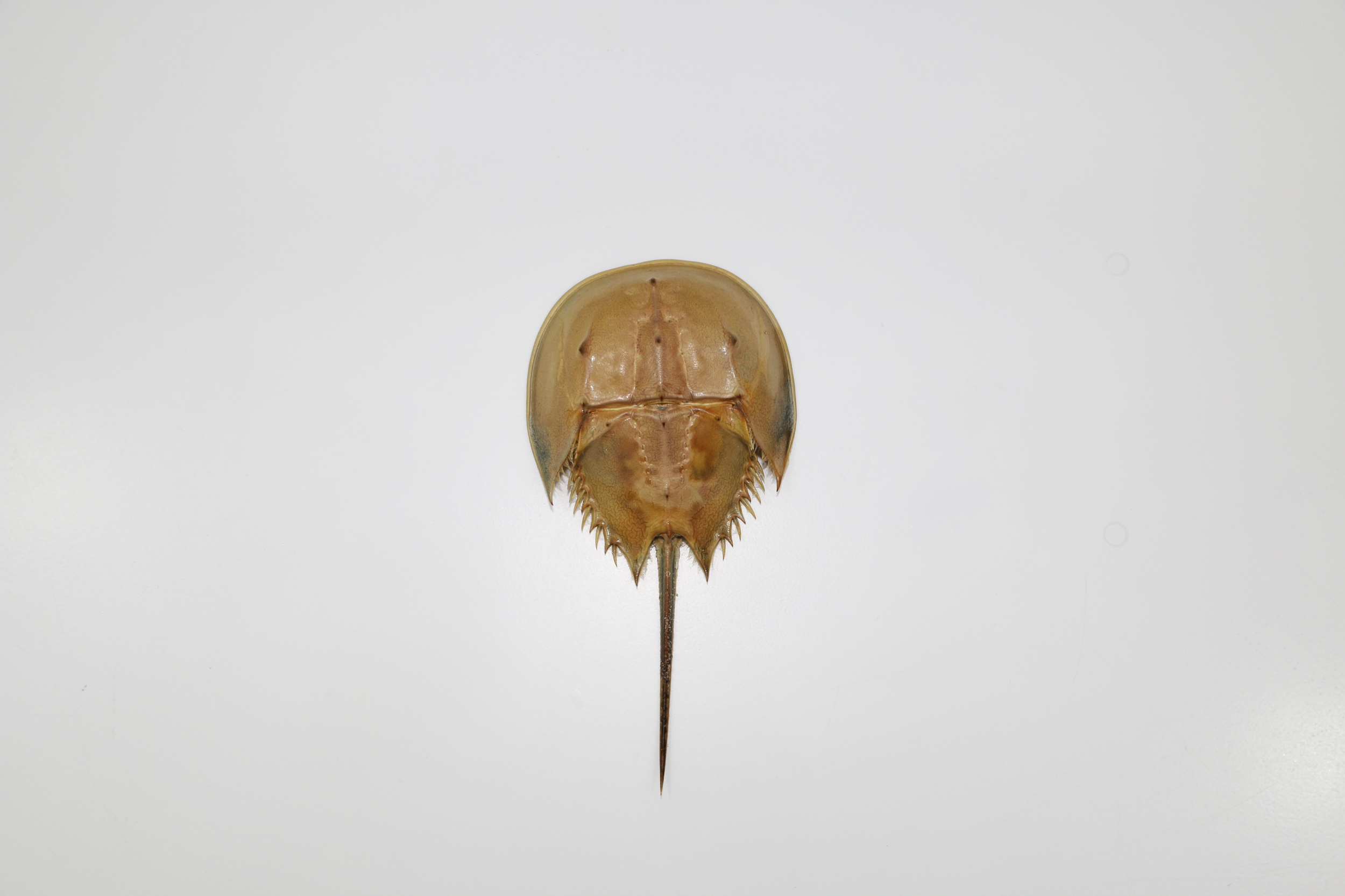 Horseshoe Crab