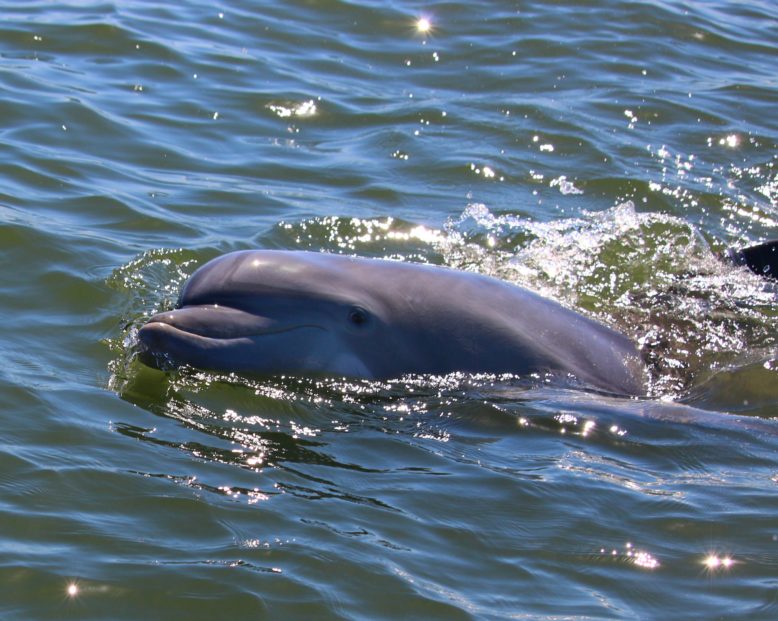 Curious Dolphin